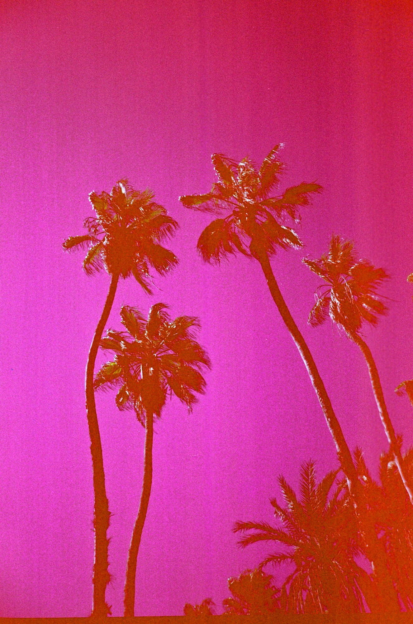 Kate Bellm photography: palm trees with a pink sky