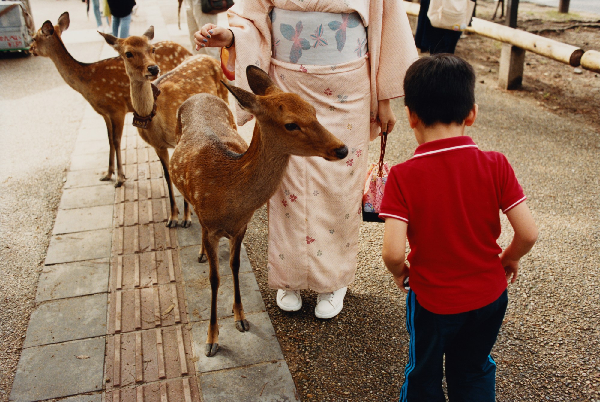 maxwell tomlinson photographs deer and a child