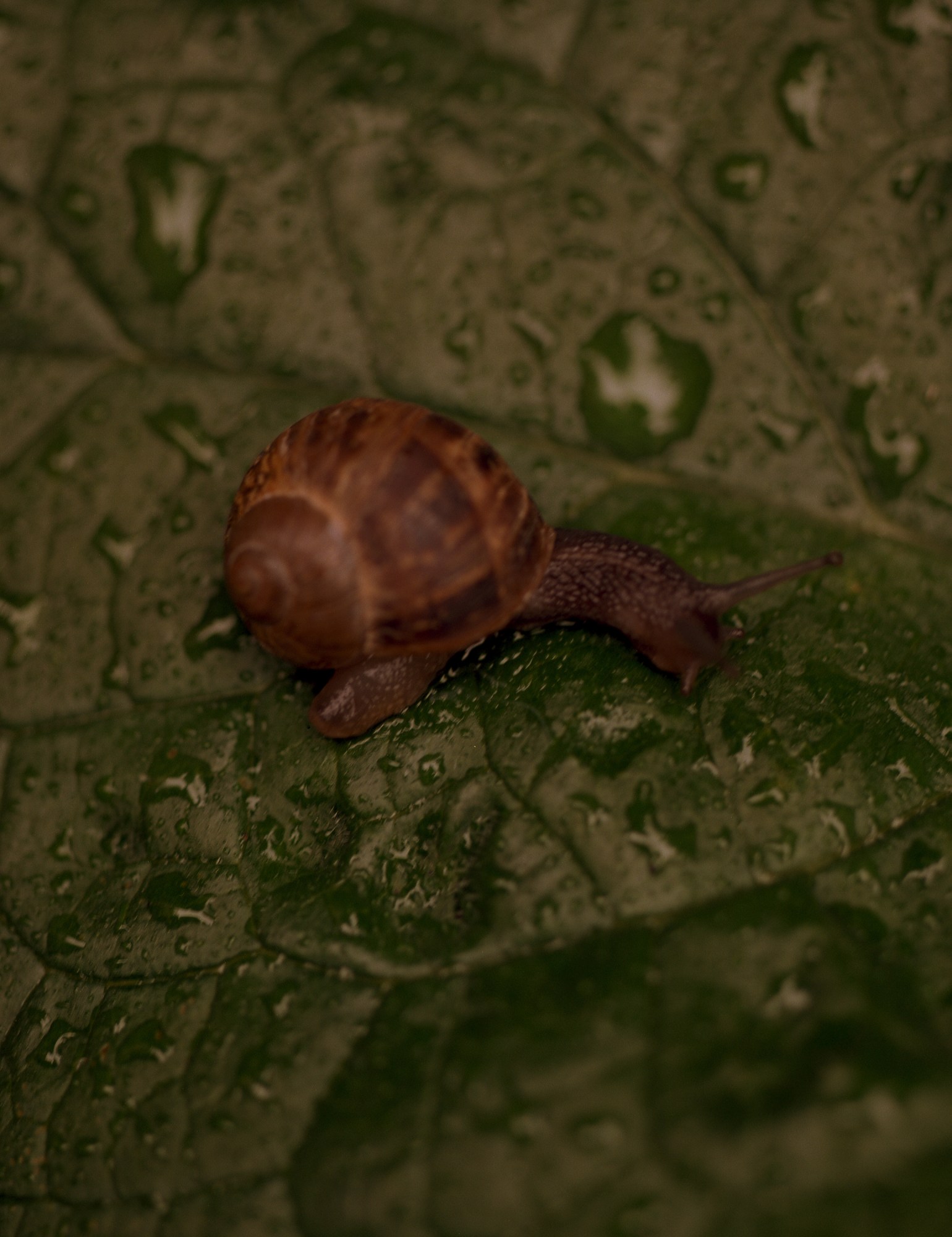 zachary chick photographs a snail