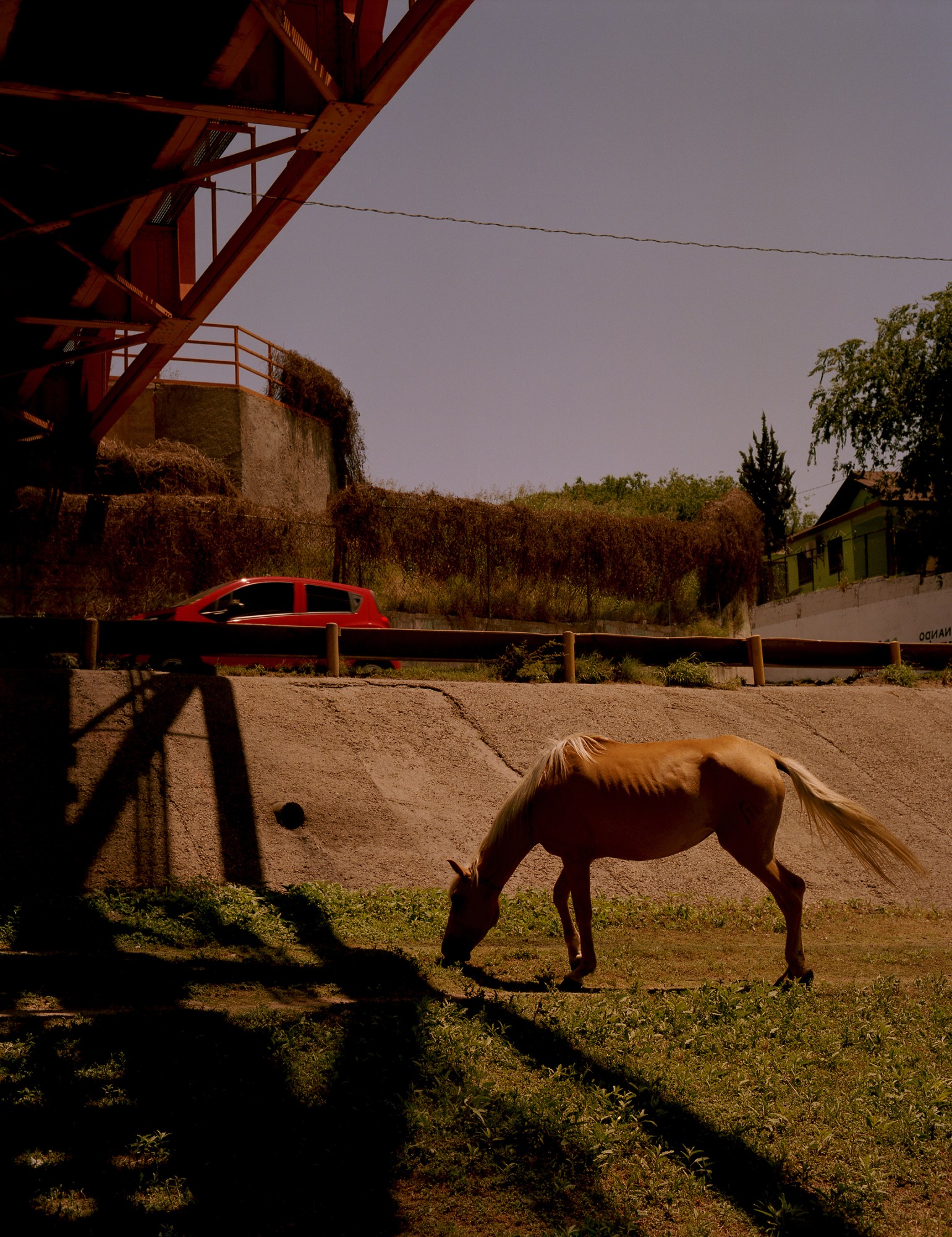 zachary chick photographs a horse