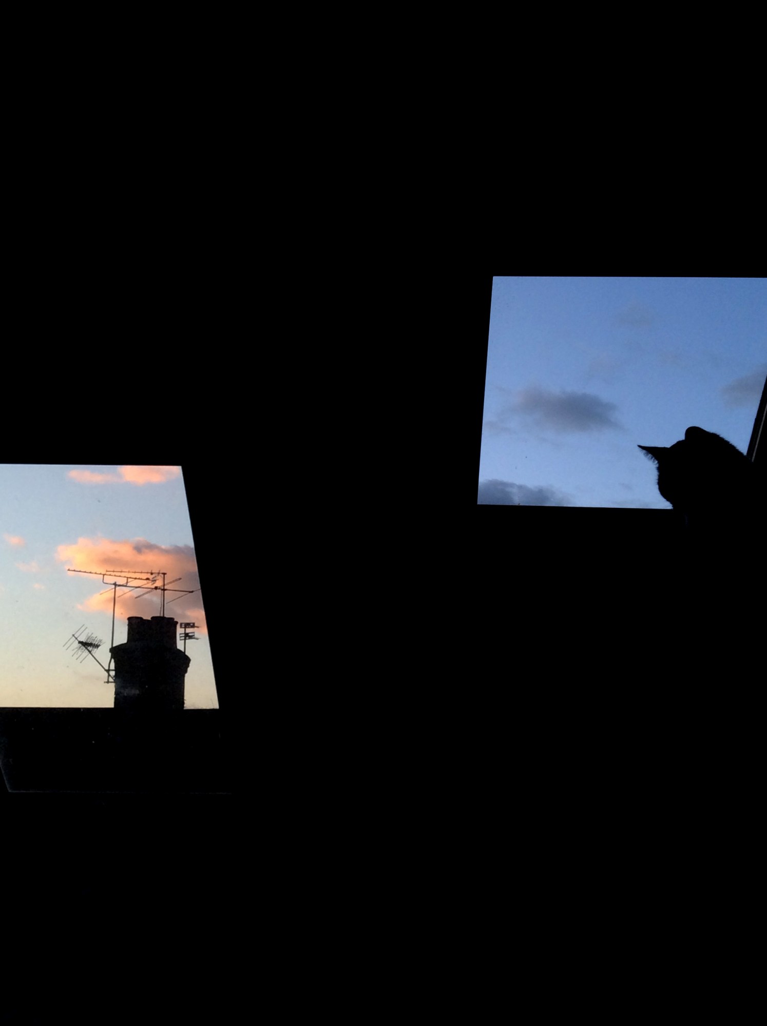 vicki king photographs the shadow of a cat