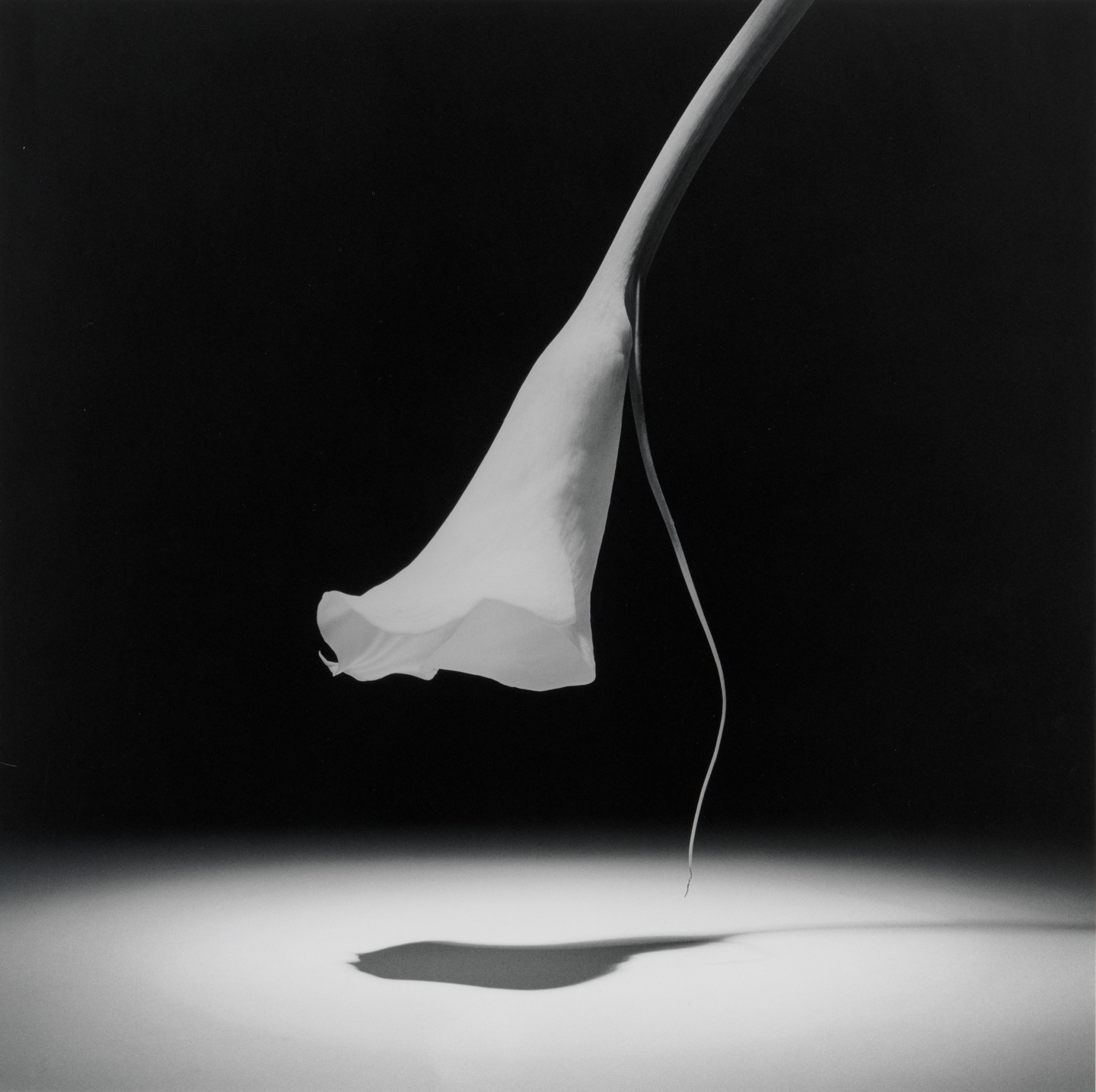 1552422461467-Mappplethorpe_934302_Calla-Lily-1986