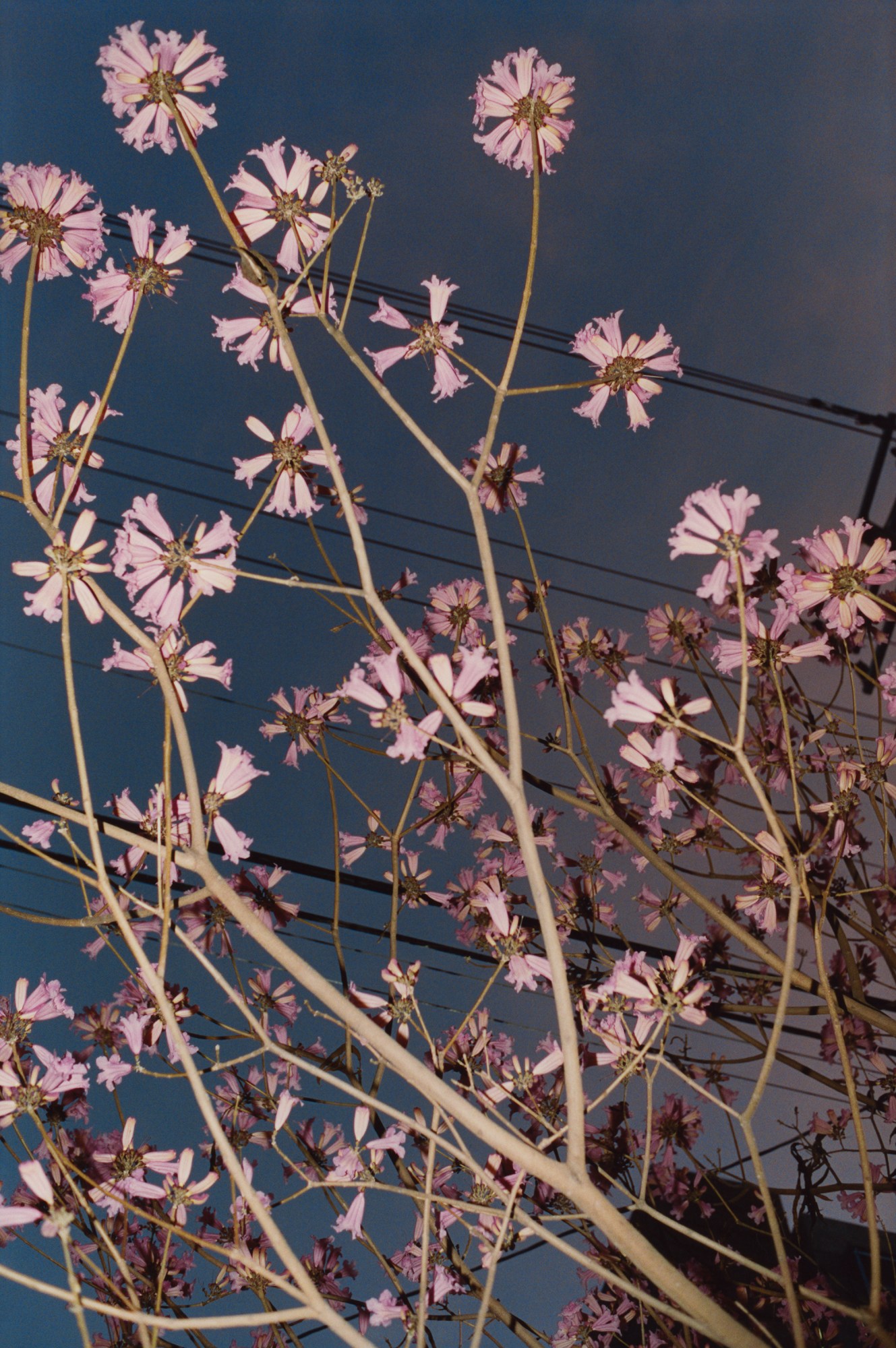 tyler mitchell photographs a pink tree