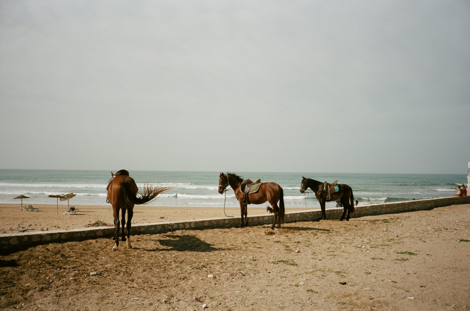 scott trindle photography