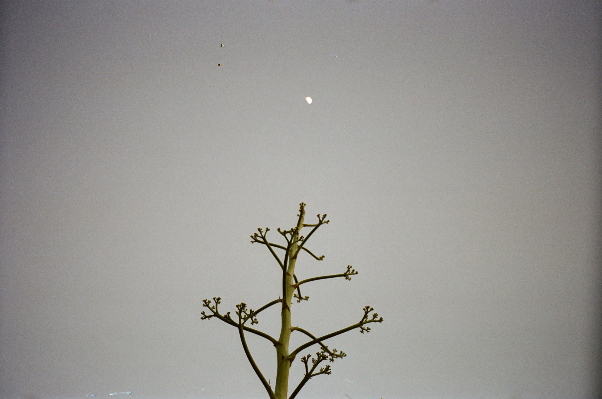 scott trindle photography