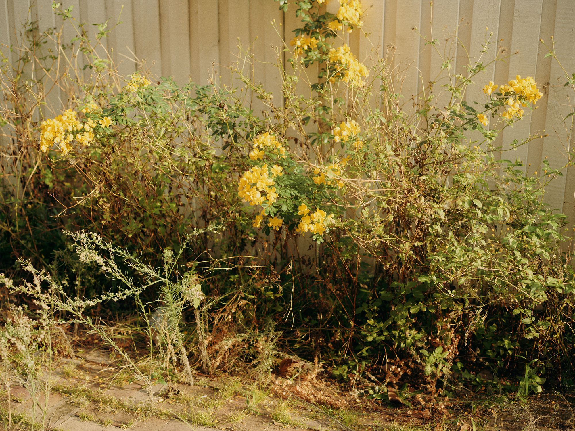 james tolich photography