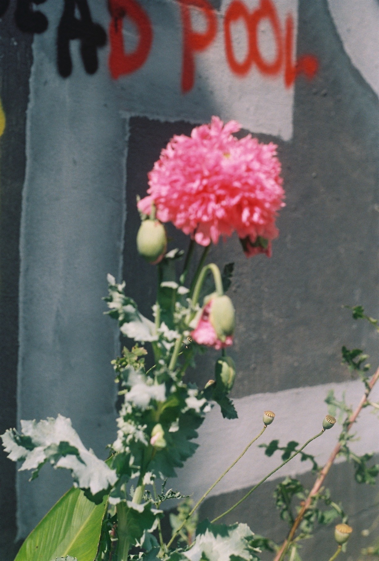 james tolich photography