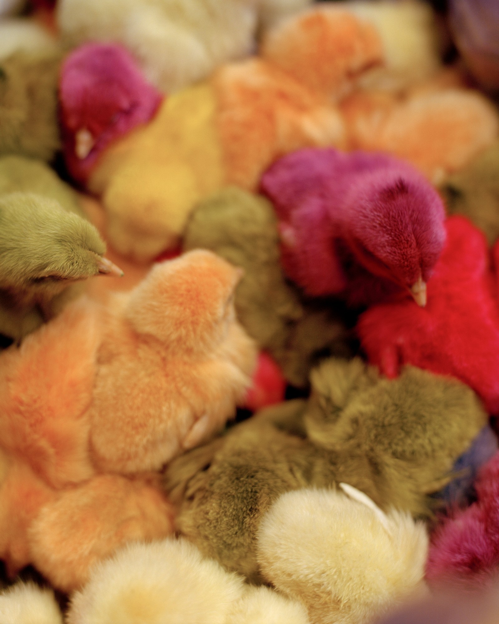 image of dyed chicks