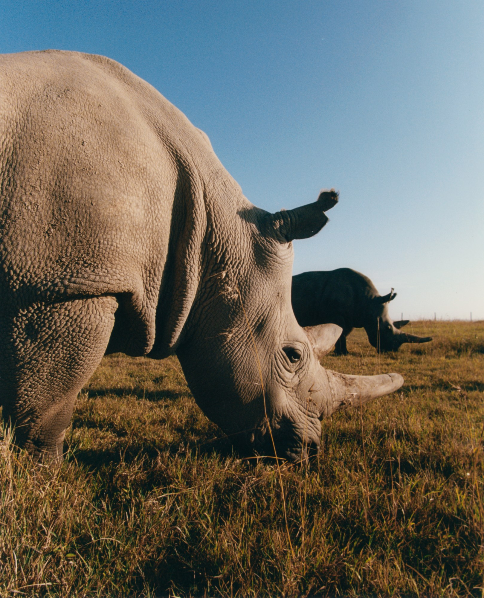 northern white rinos by sam rock