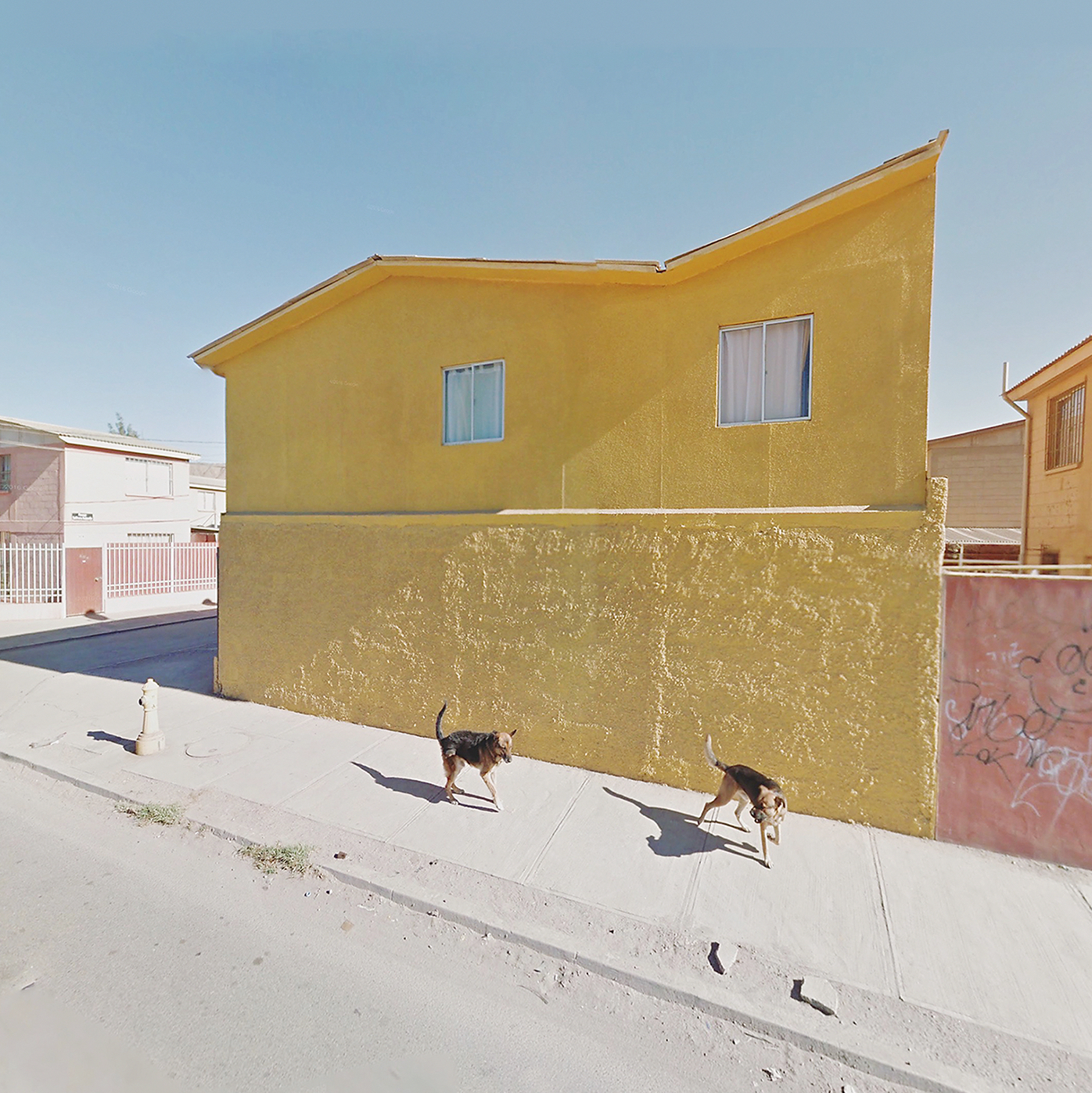 1589282545011-Dogs-and-Yellow-Wall_Chile