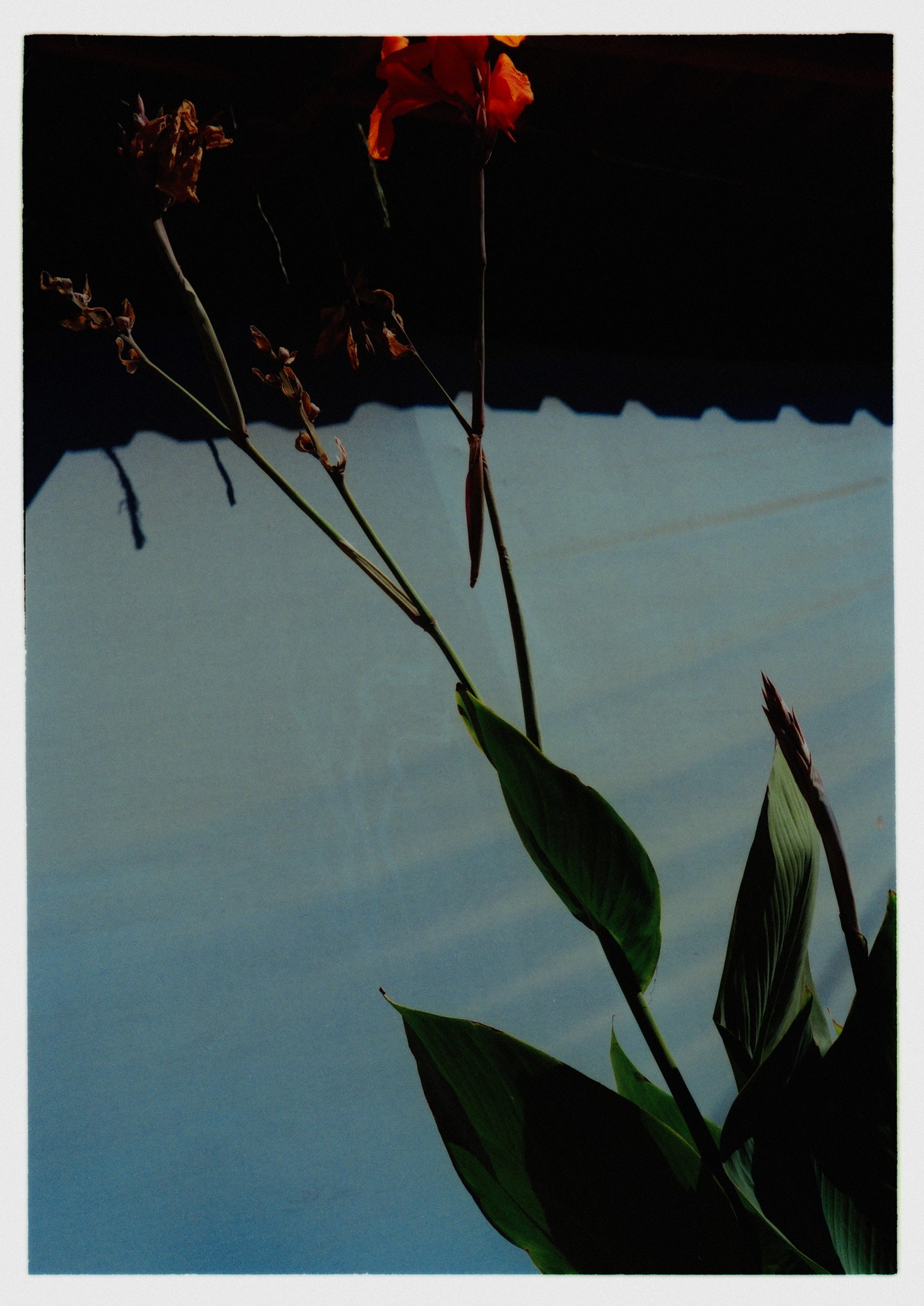 abstract photo of plant