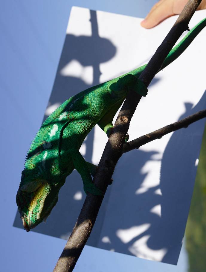 abstract photo of chameleon