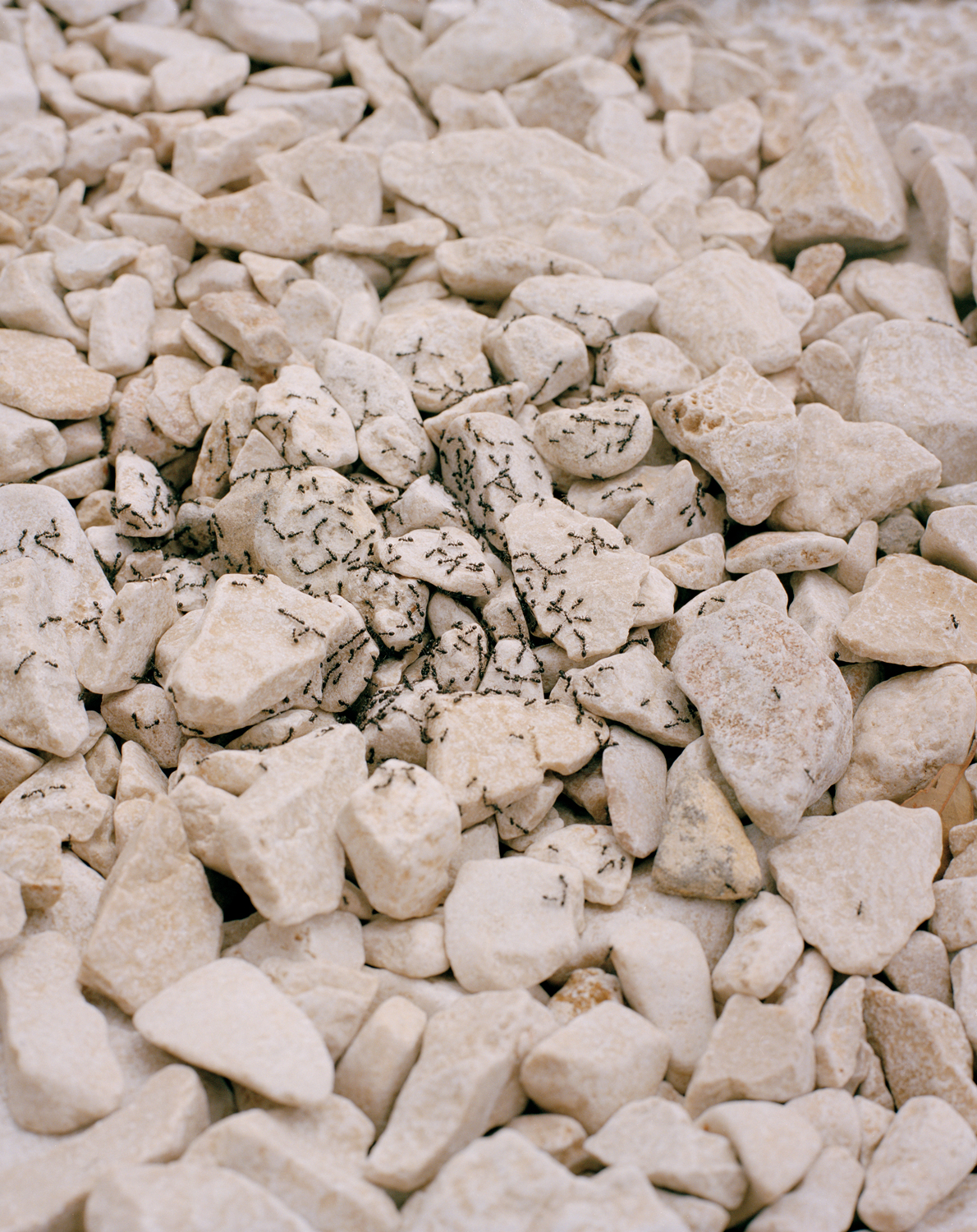 photo of ants on rocks