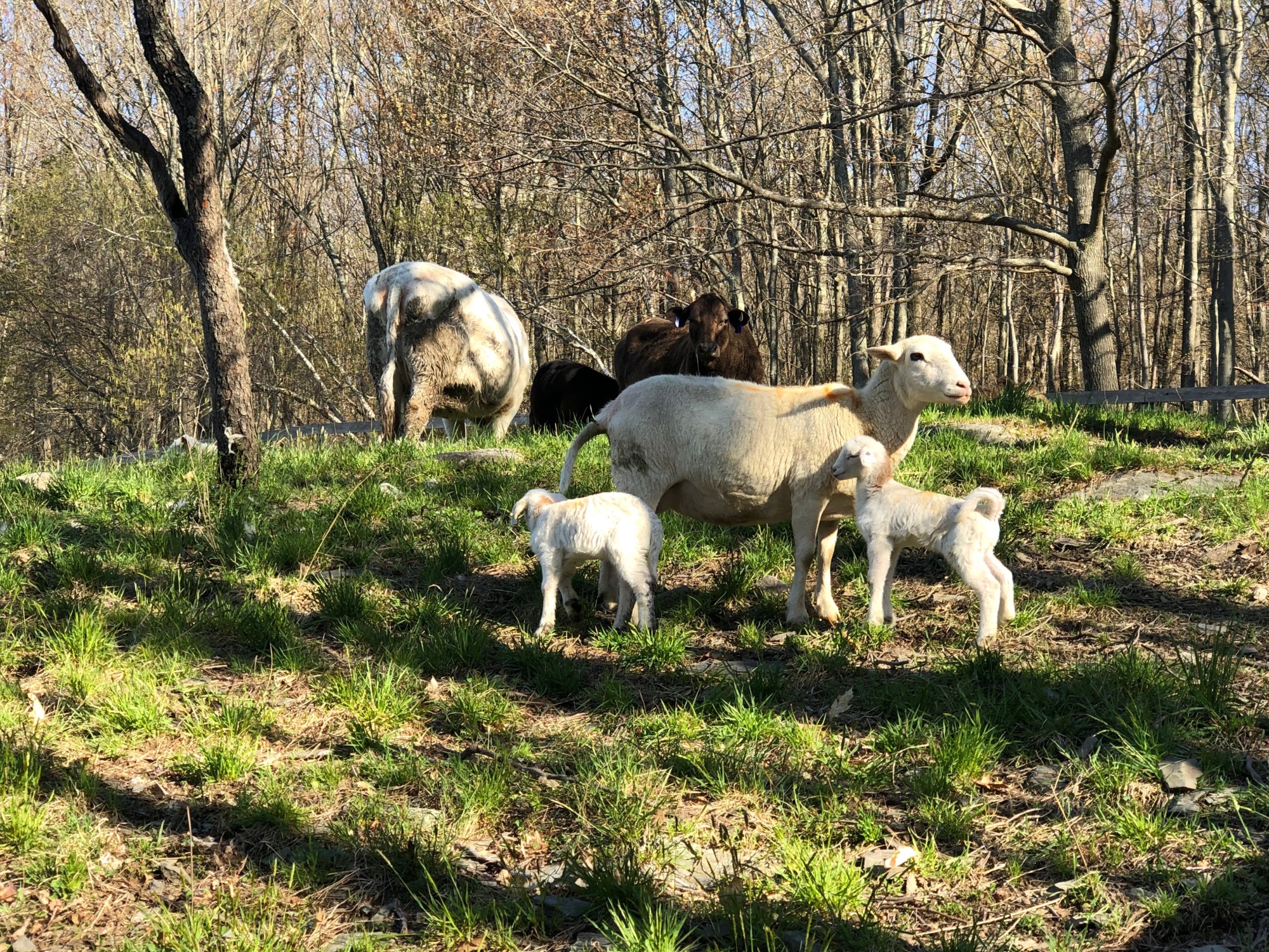 Sheep and Lambs in a glade