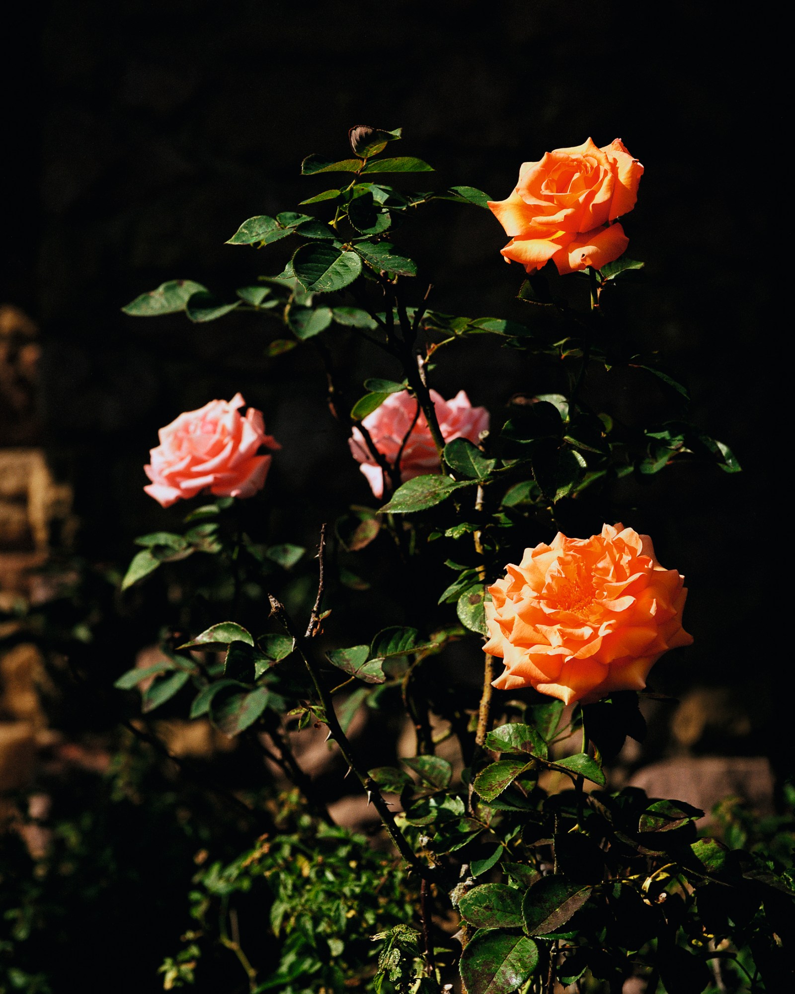 Alasdair McLellan photograph of roses for i-D