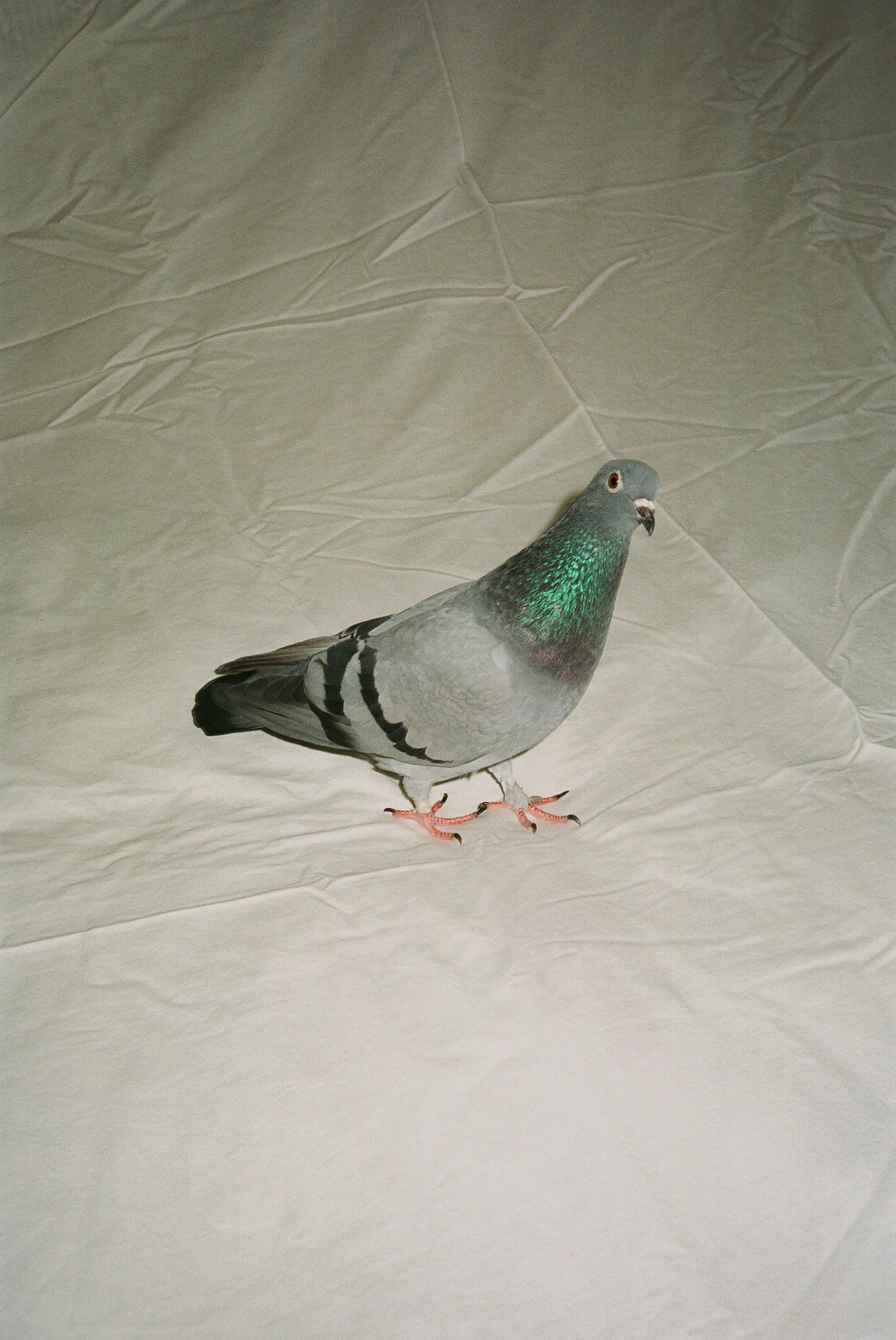 a pigeon inside