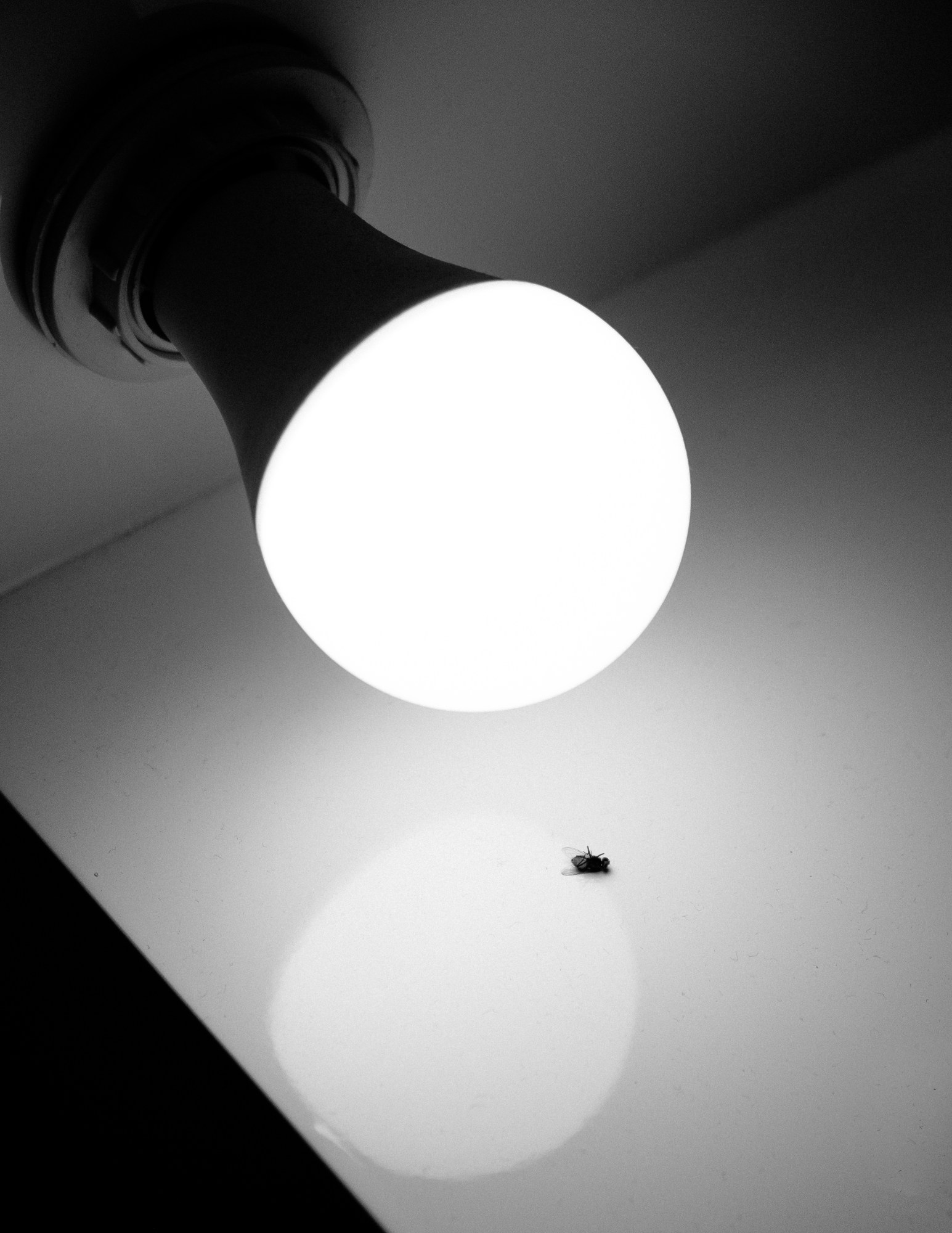 a dead fly under a lightbulb