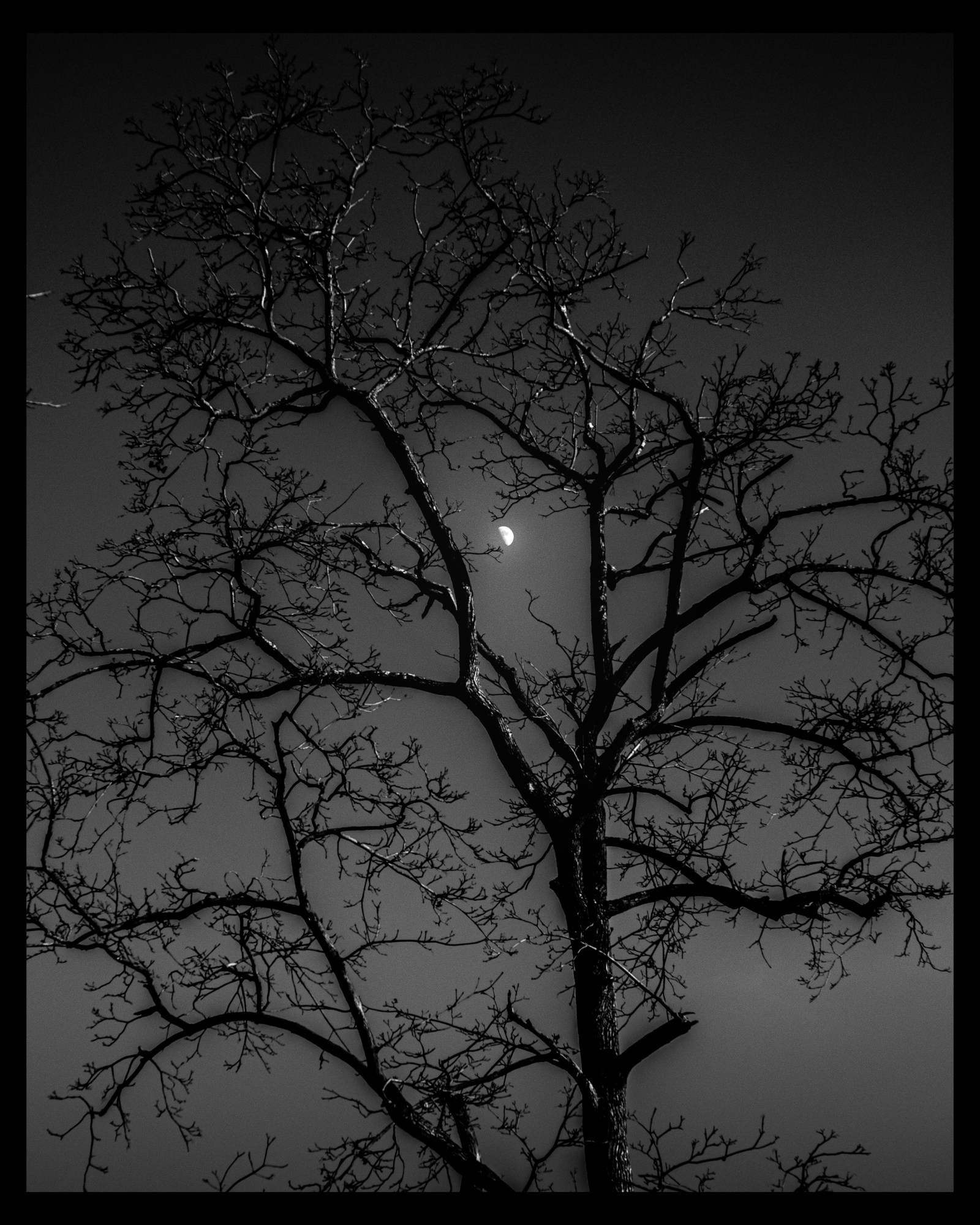 a tree and the moon at night