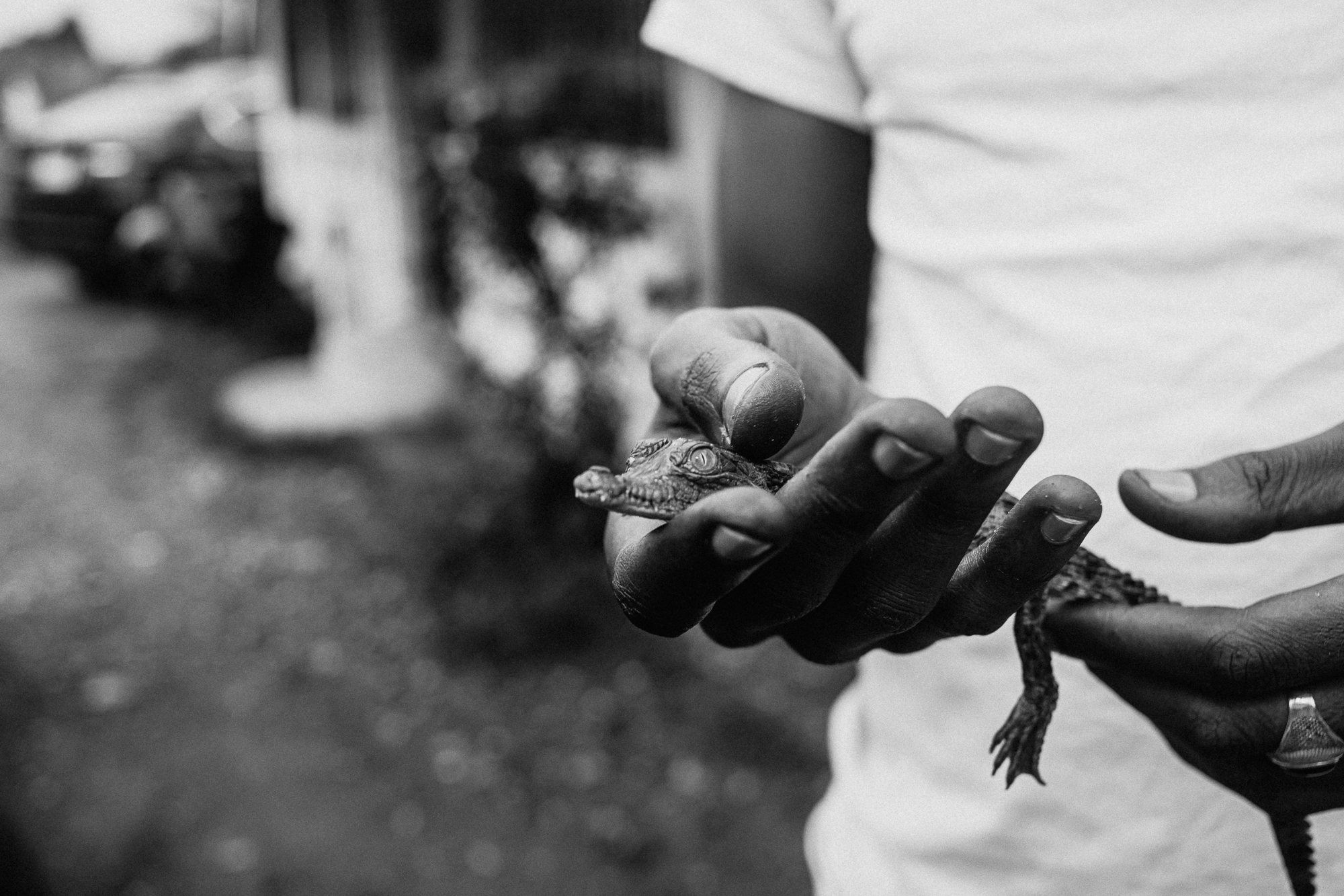 Skillibeng holding a baby crocodile