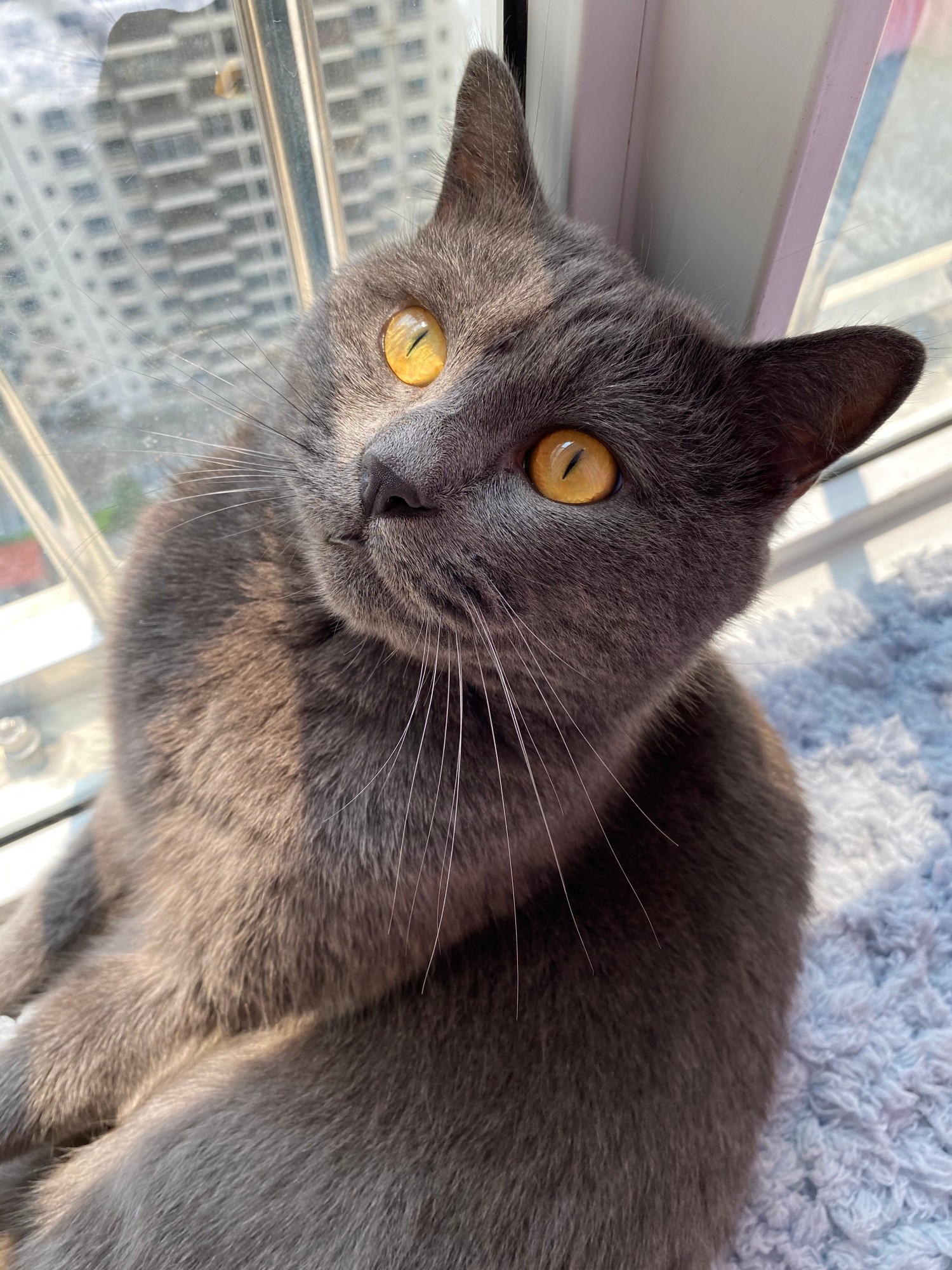 a grey cat with yellow eyes stares at something inside a tower block of flats