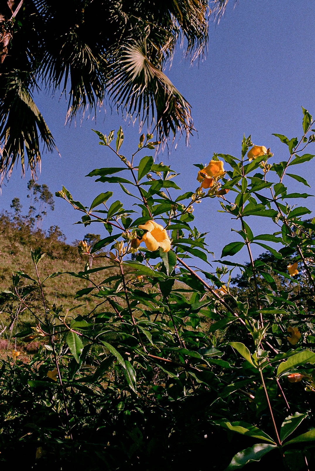 yellow flowers blooming on a tree against a blue sky backdrop