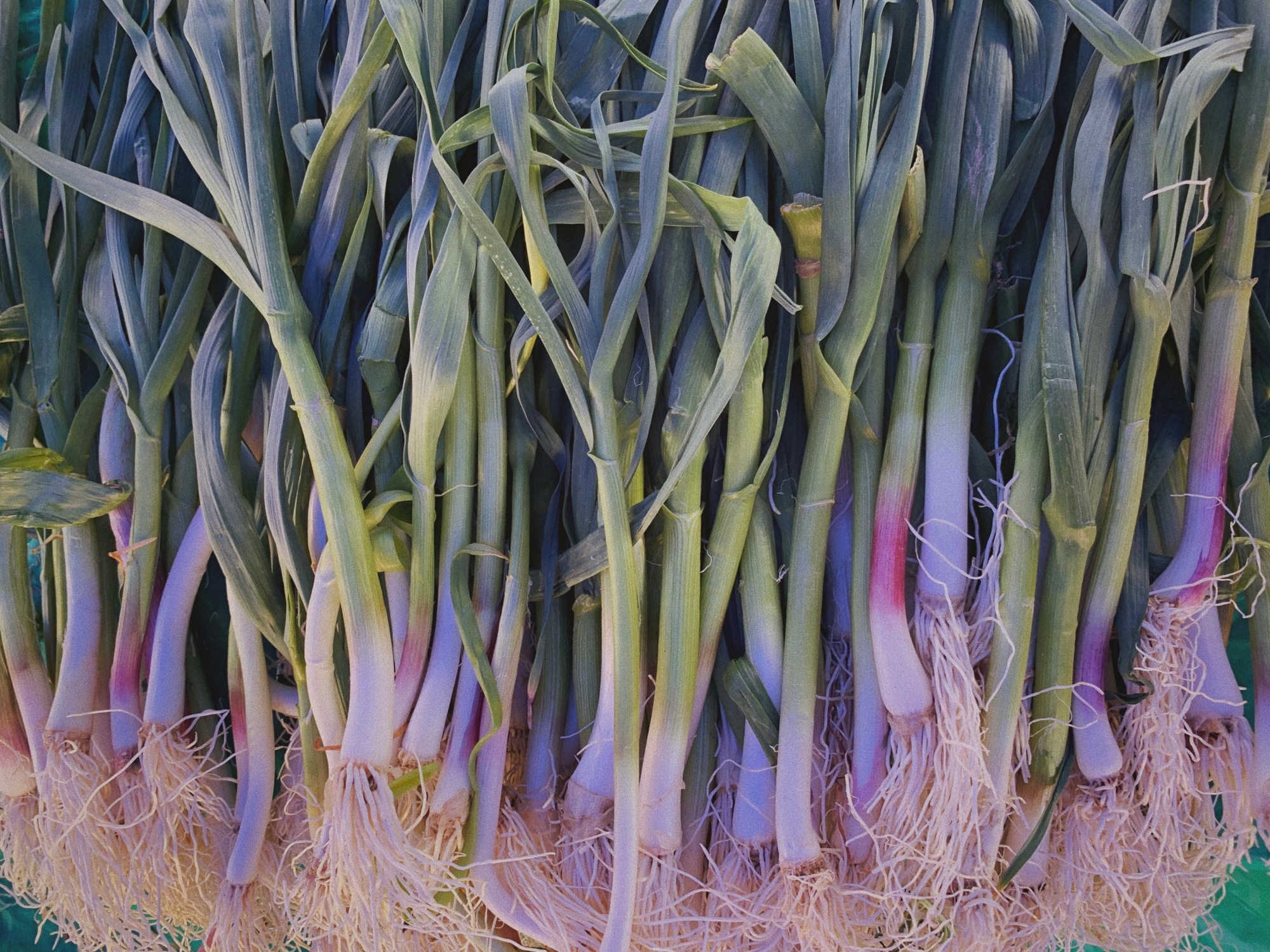 purple and green leeks laid out on display