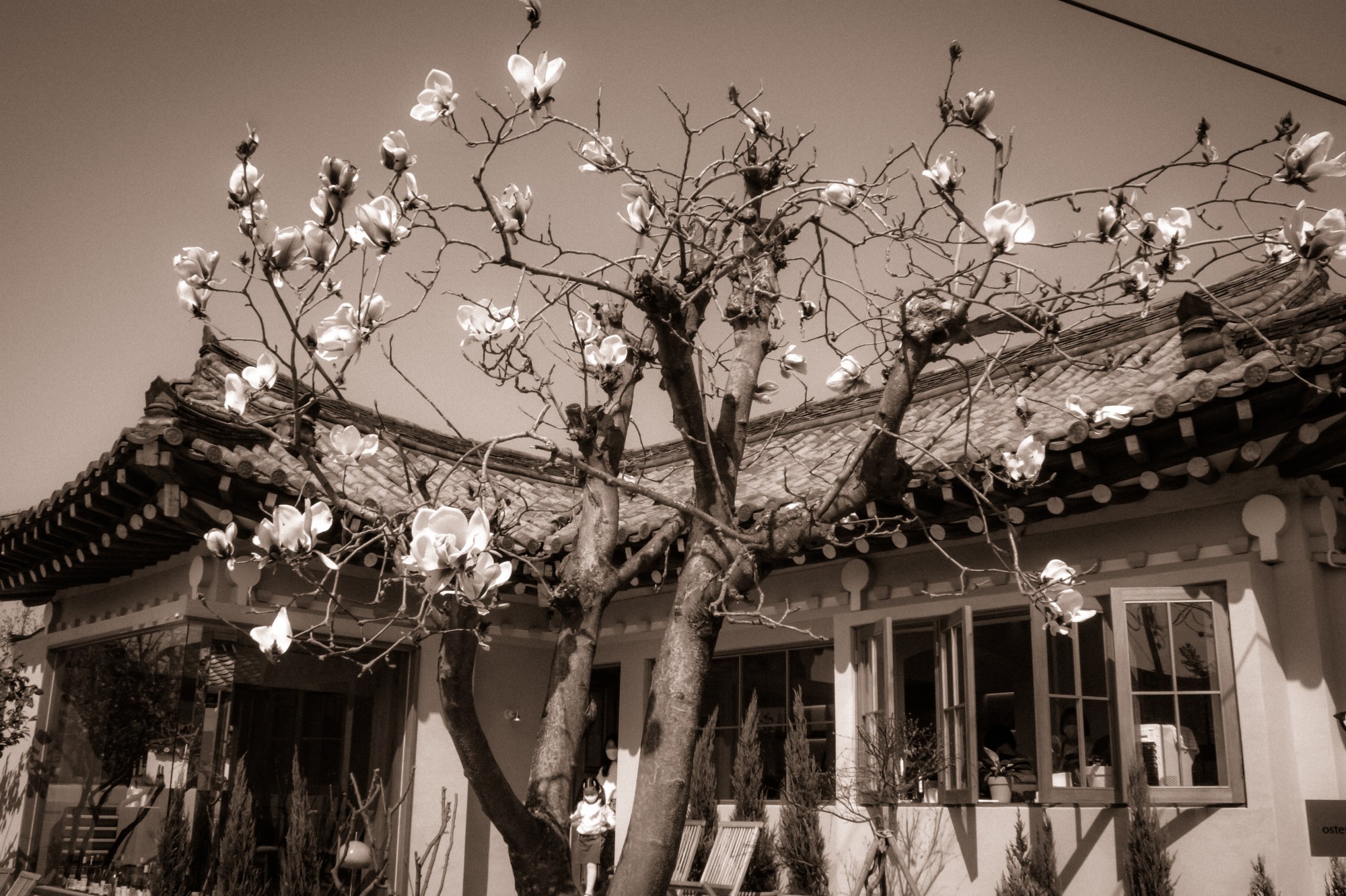 a house with a tree in front of it covered in just bloomed white petals