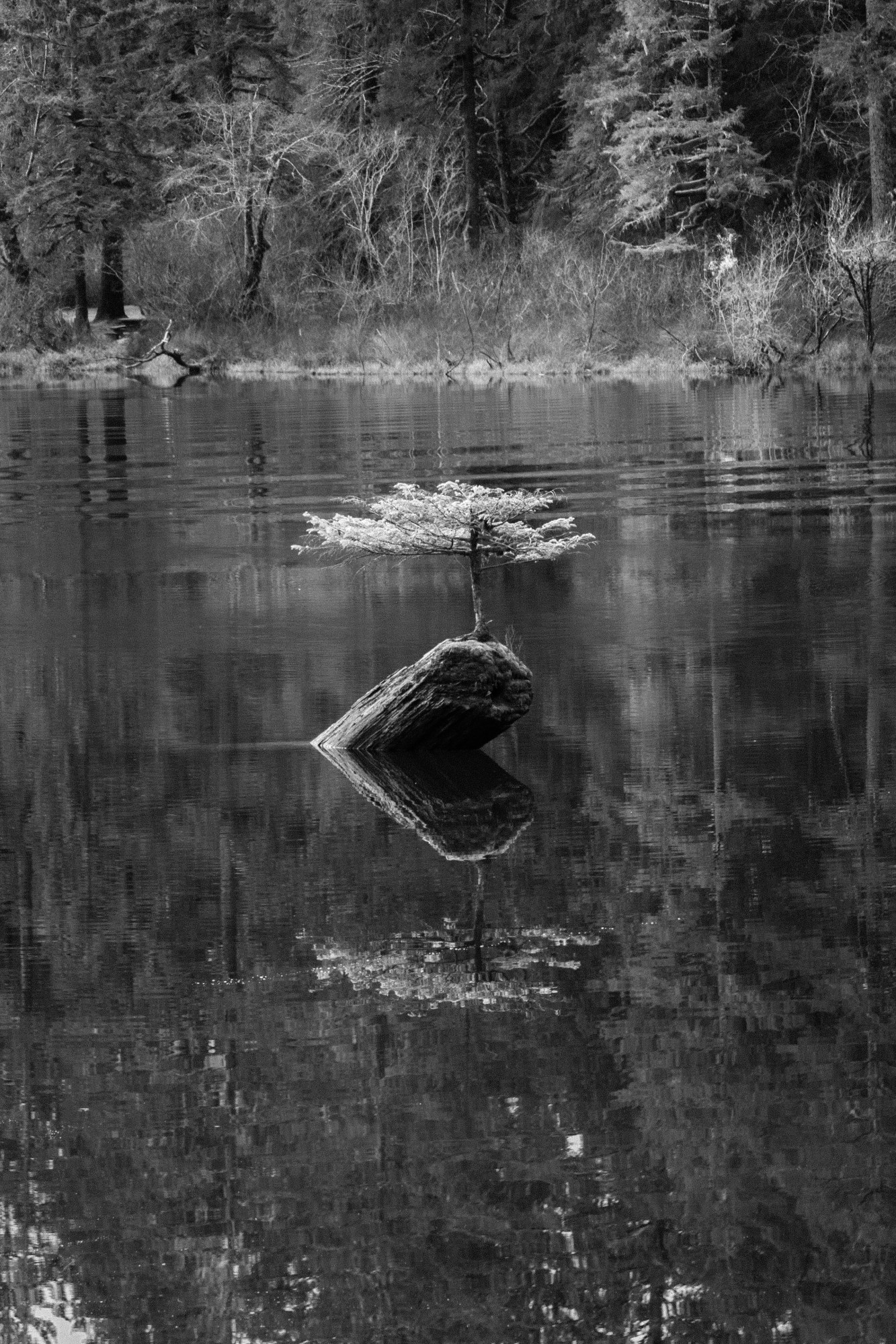 a small tree grows on a tiny islet in a body of water in this black-and-white image