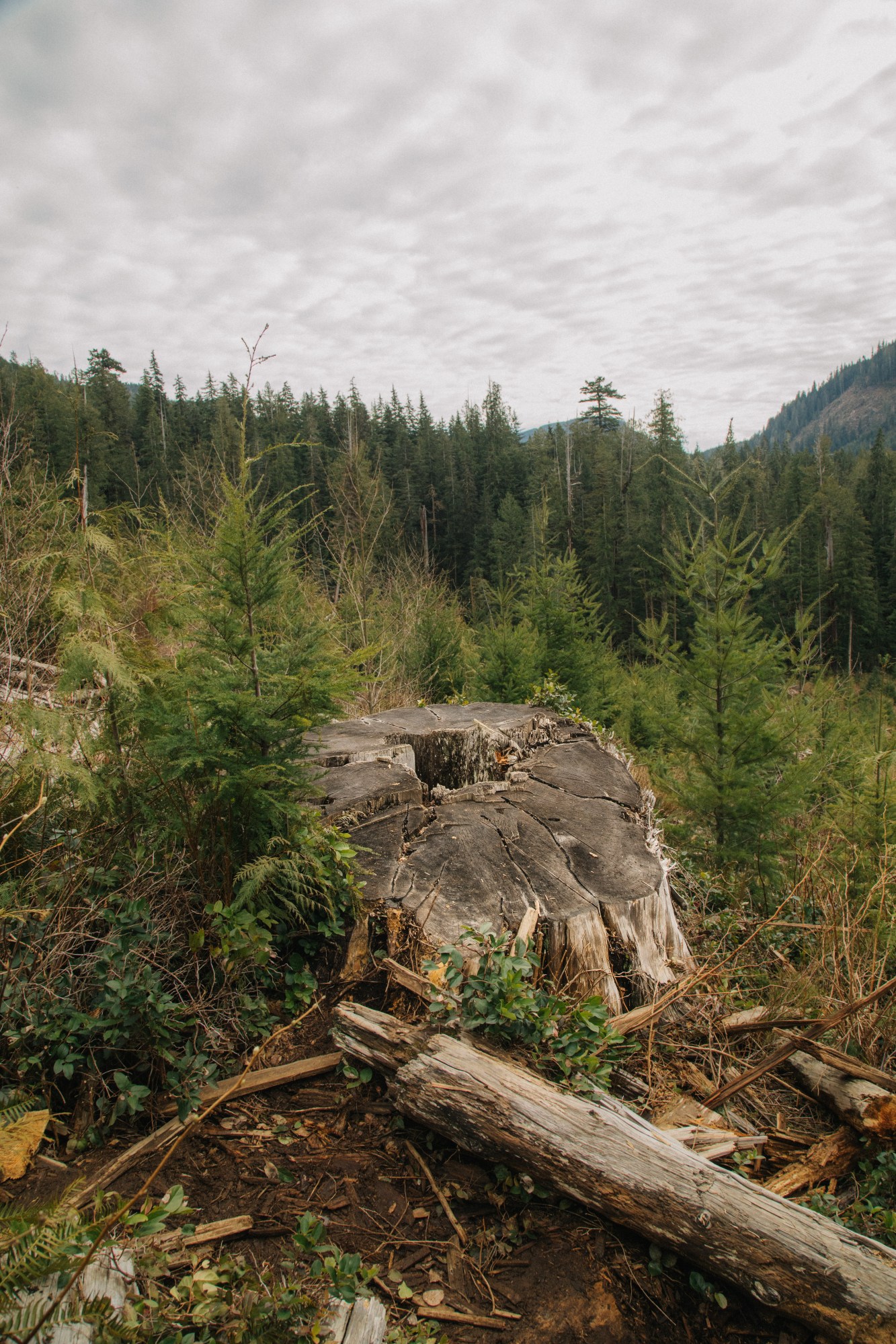 a tree stump is in the foreground, a cast pine forest behind it