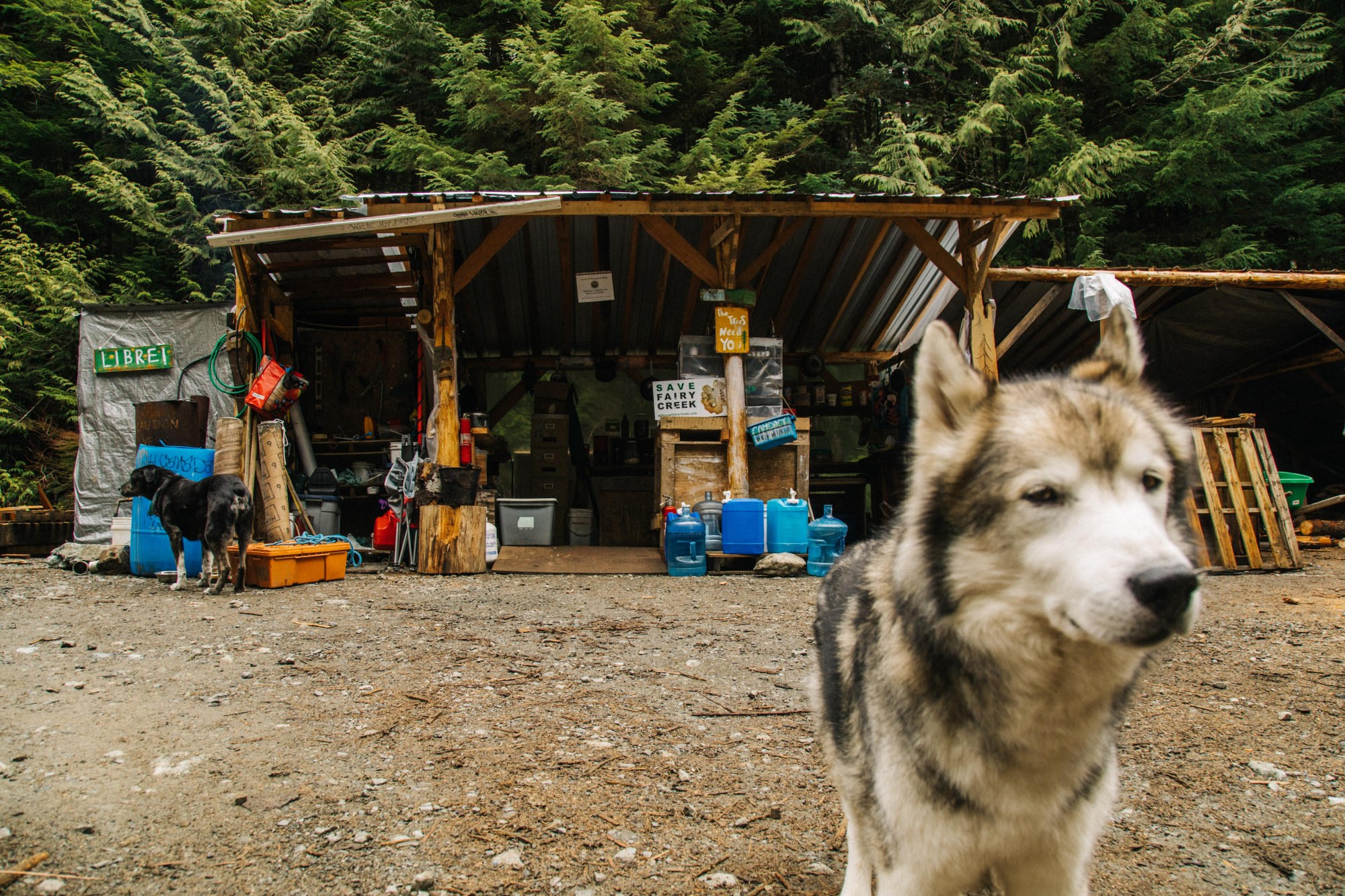 a husky or wolf-type dog stands before a protest camp in a woodland clearing