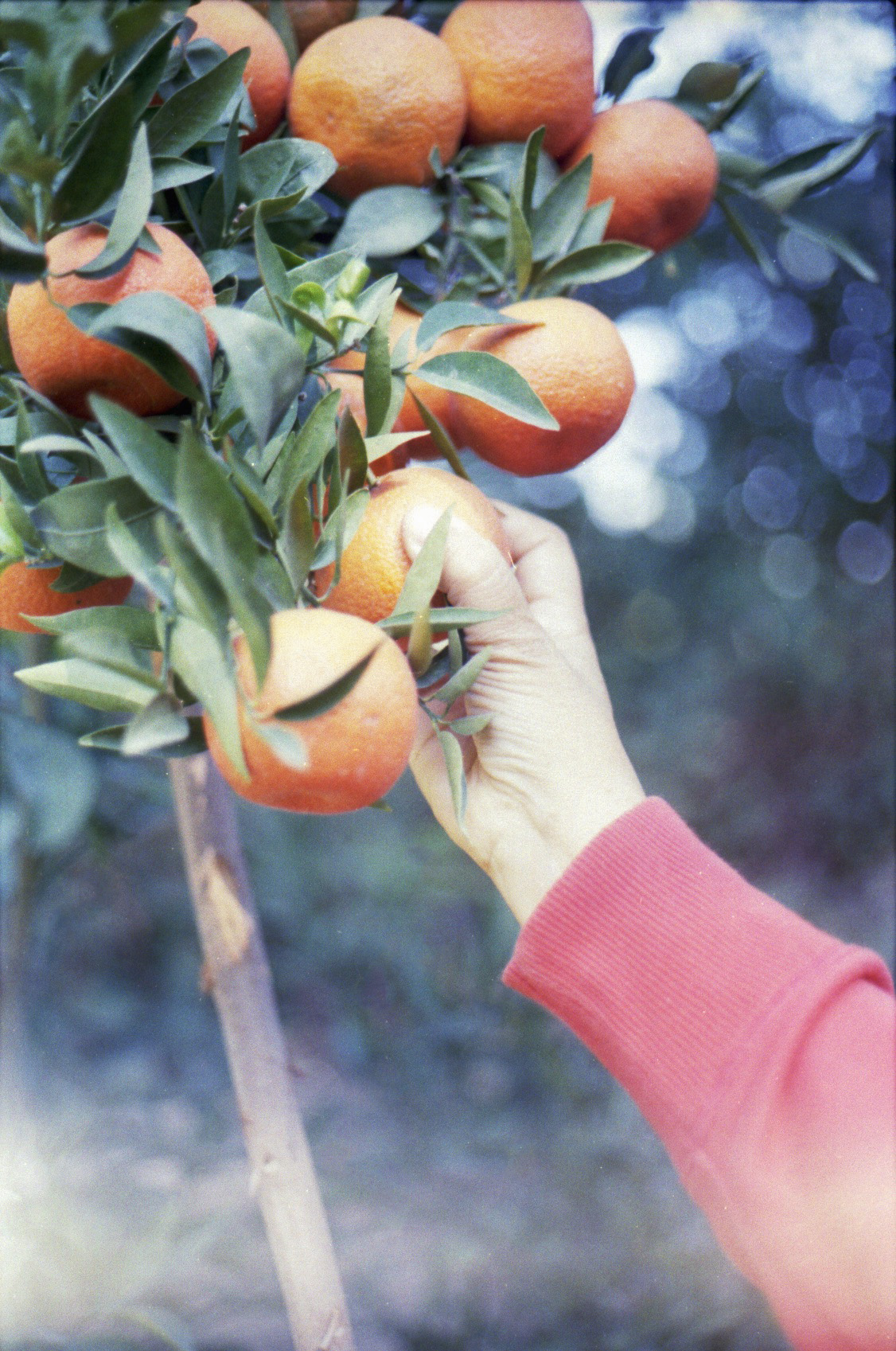 A hand picking a tangerine from a tree