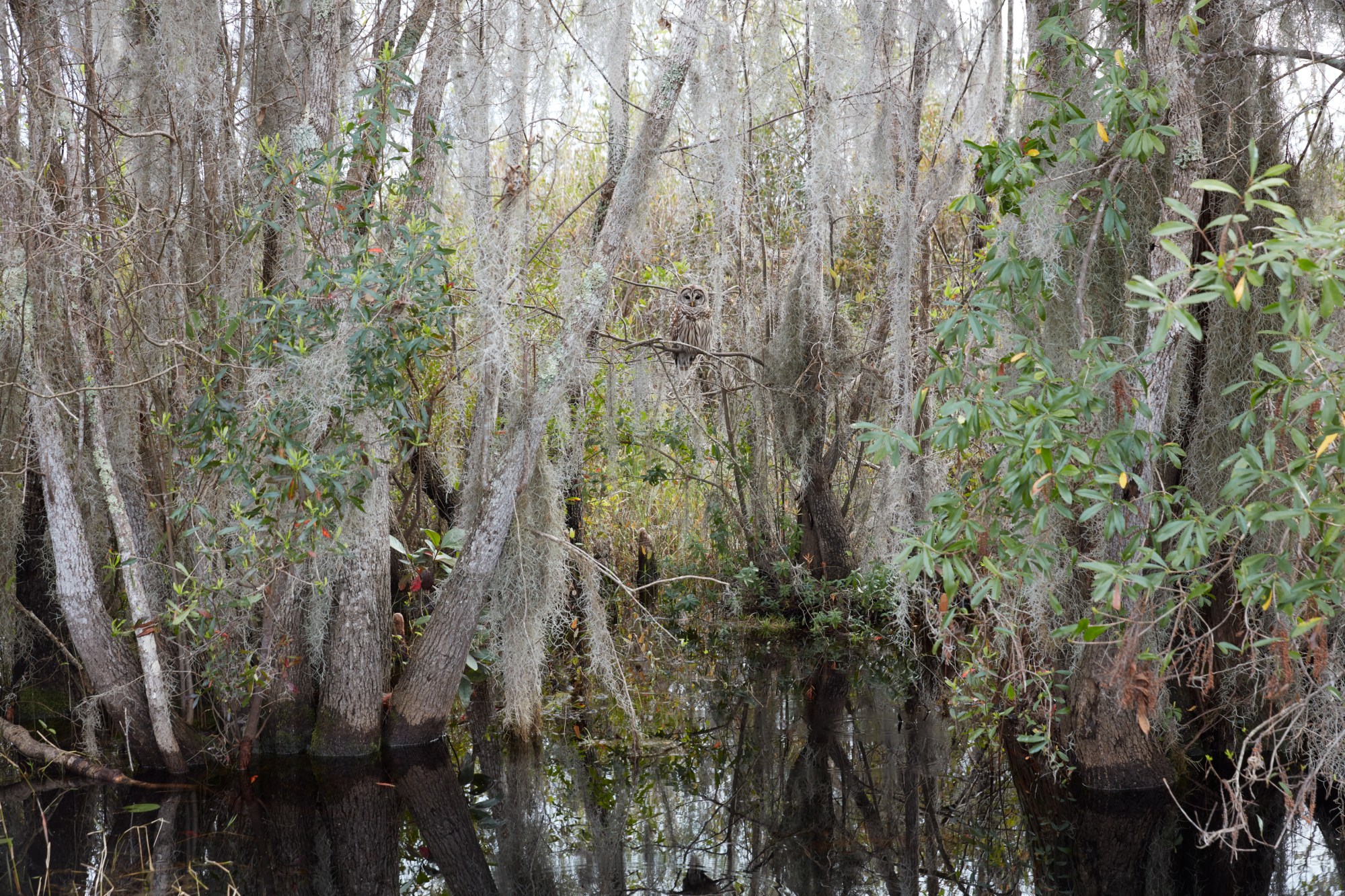 the trees that line the edge of a swamp in the south