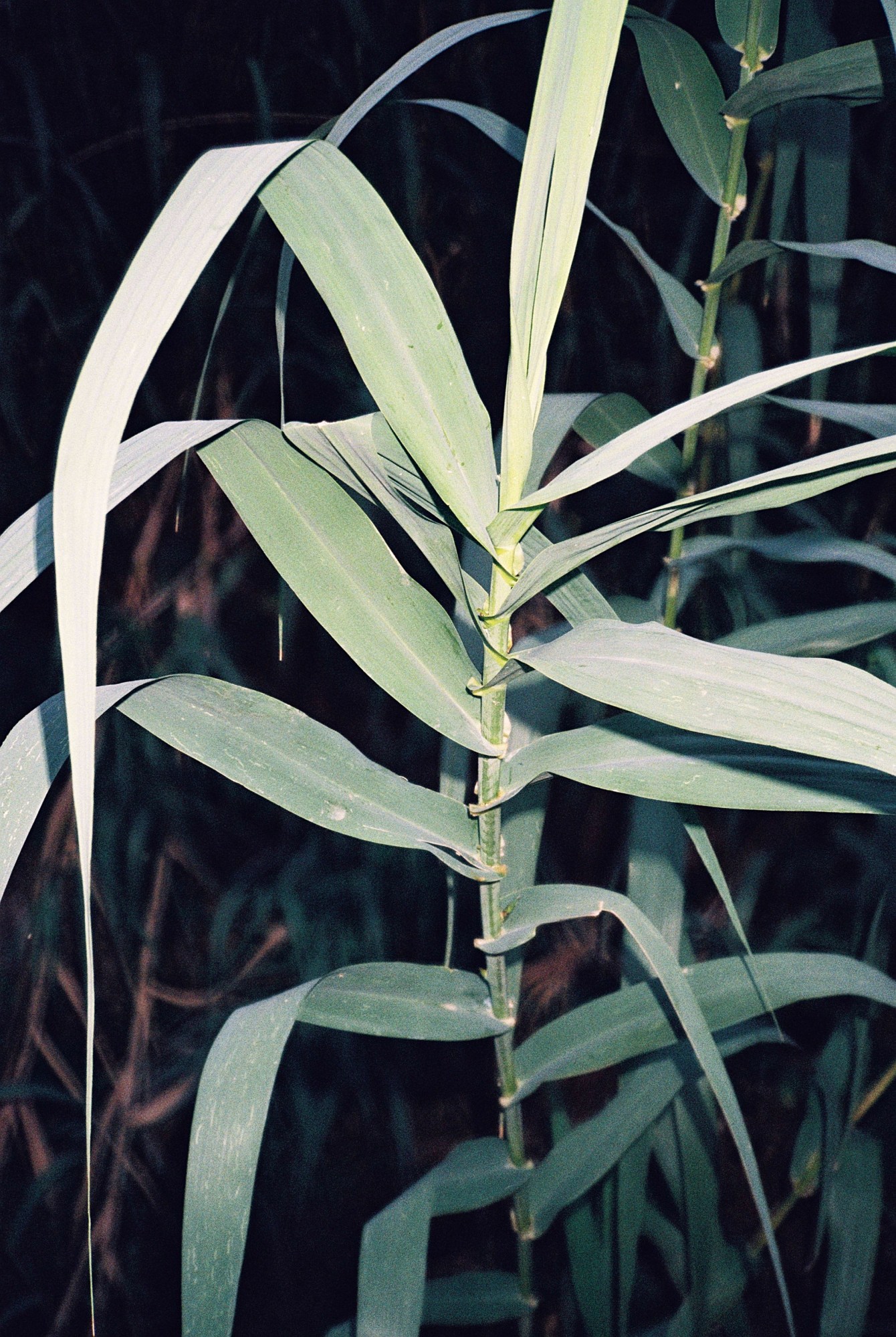 a plant lit by camera flash at night