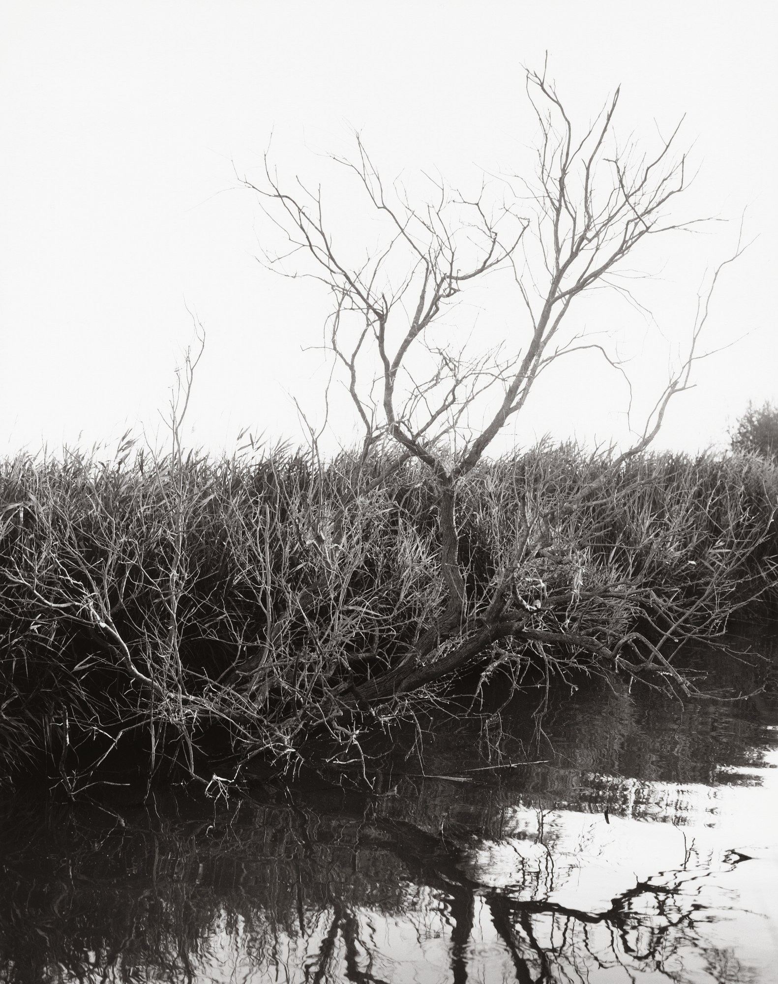 trees on the bank of a lake