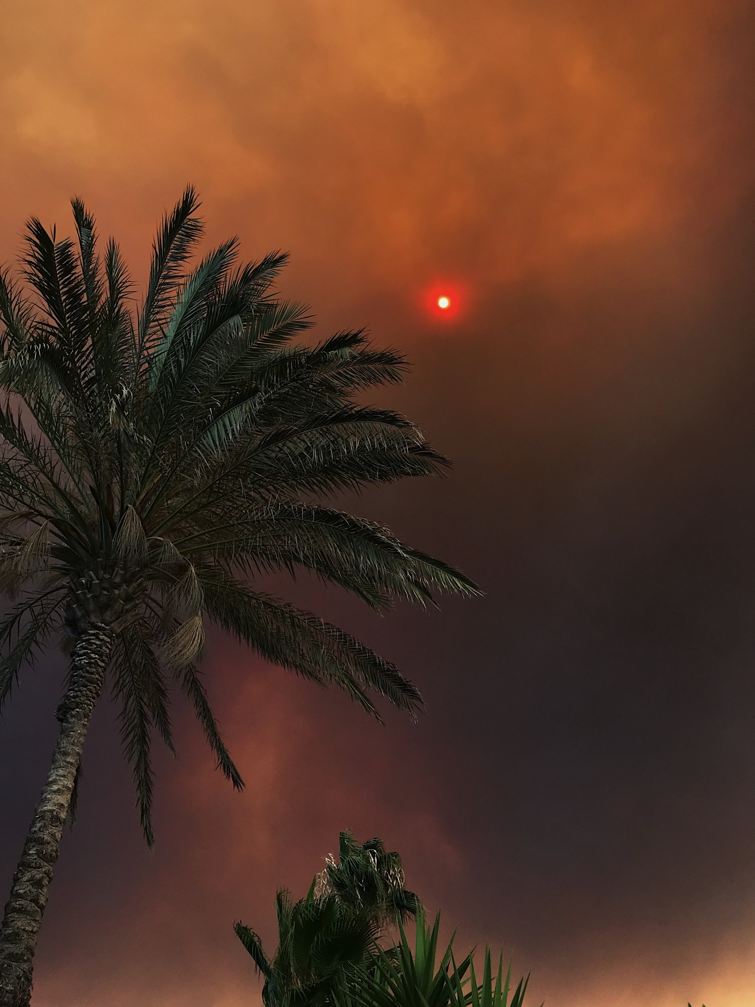 Palm trees under a red sun in a cloudy sky.