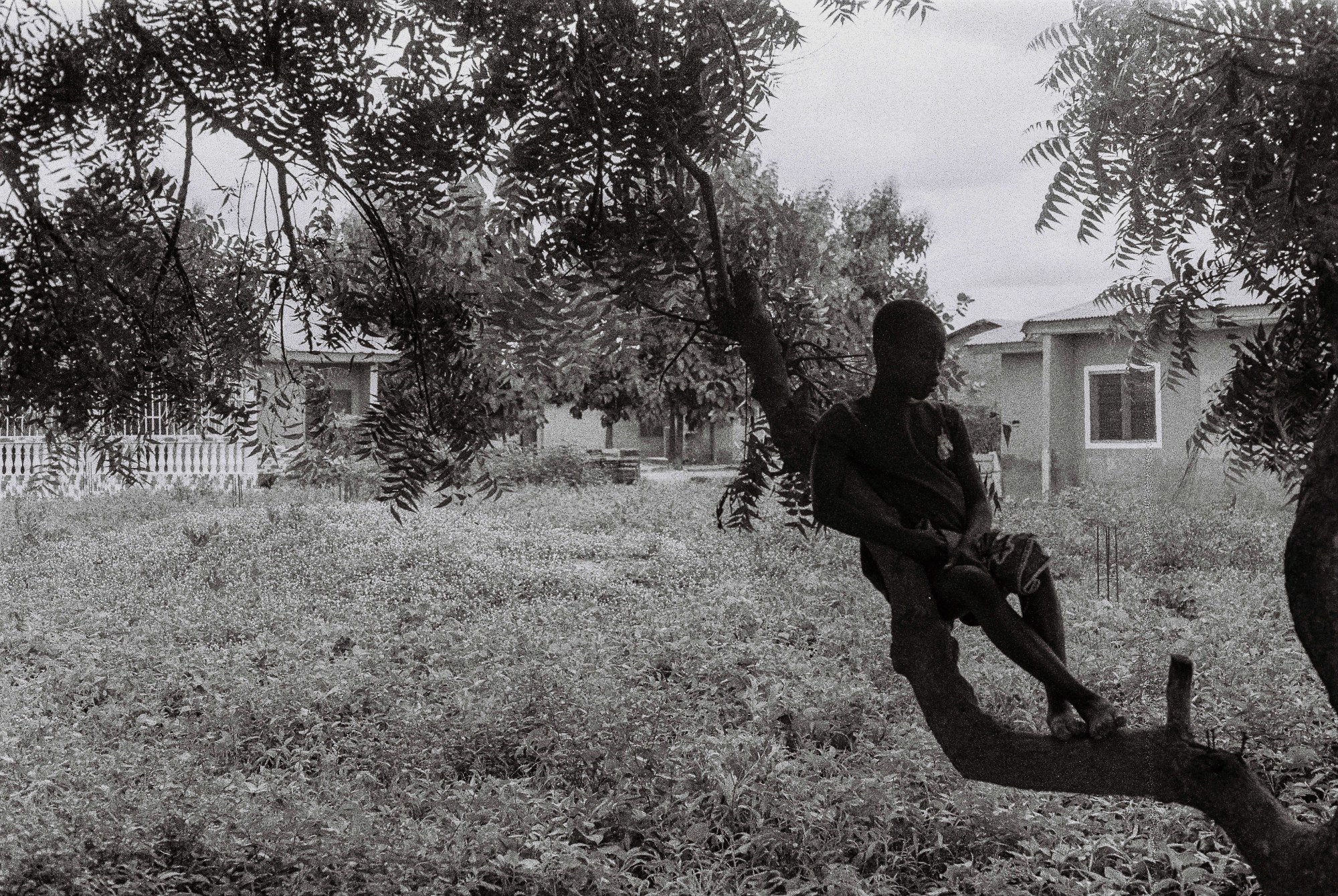 A black and white photo of a boy sitting in a tree in front of tall grass and a bungalow house.