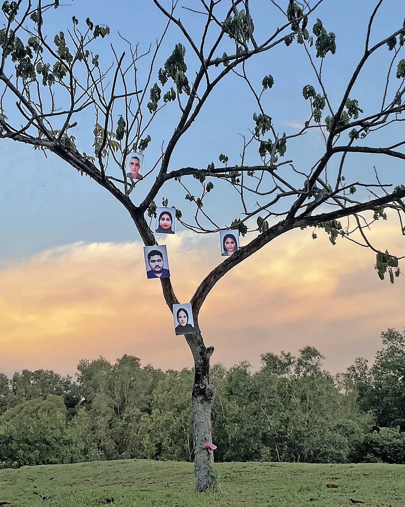 A thin tree has photos hung from it.