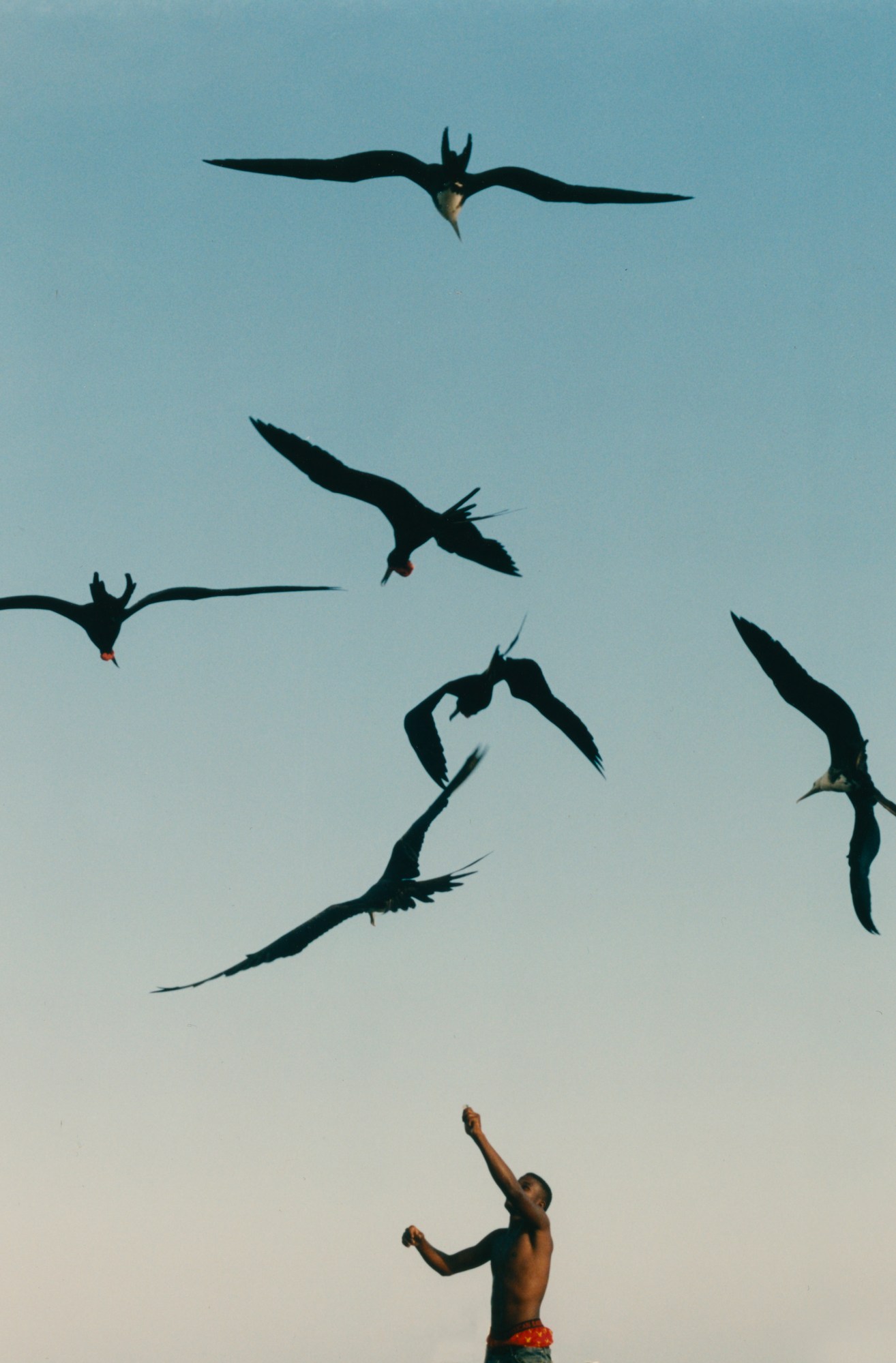 a man at the bottom of the frame reaches up towards large birds in the sky