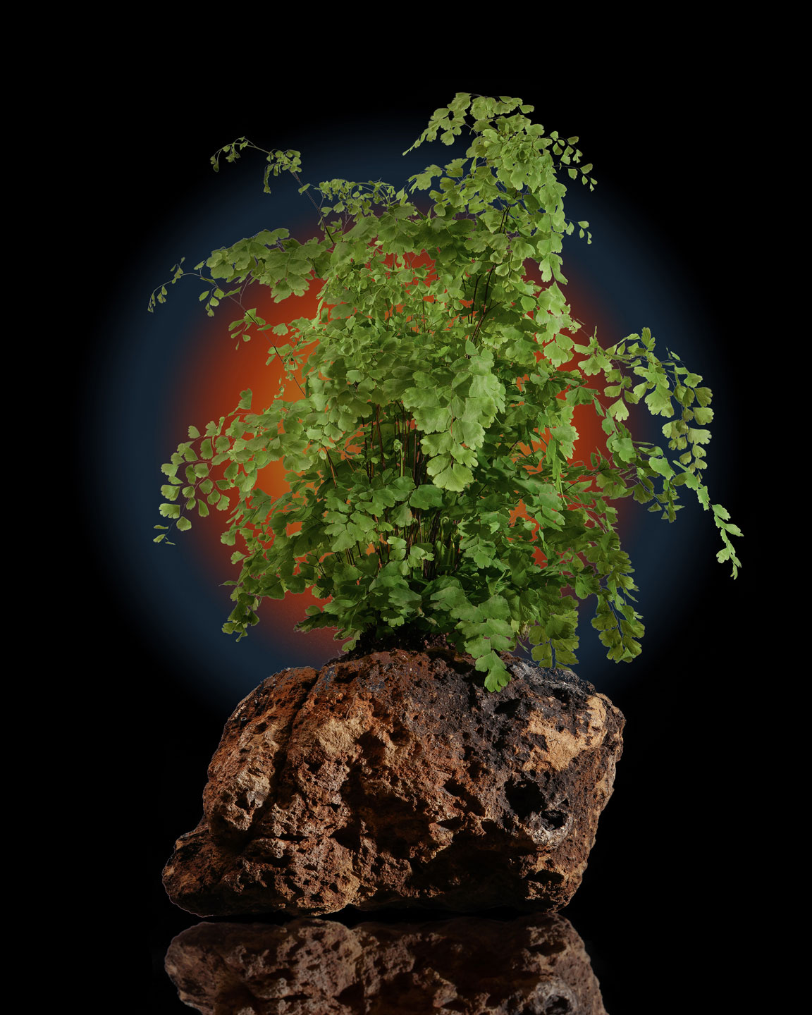 a photograph of a plant on top of a brown rock, with a red-orange setting sun type backdrop