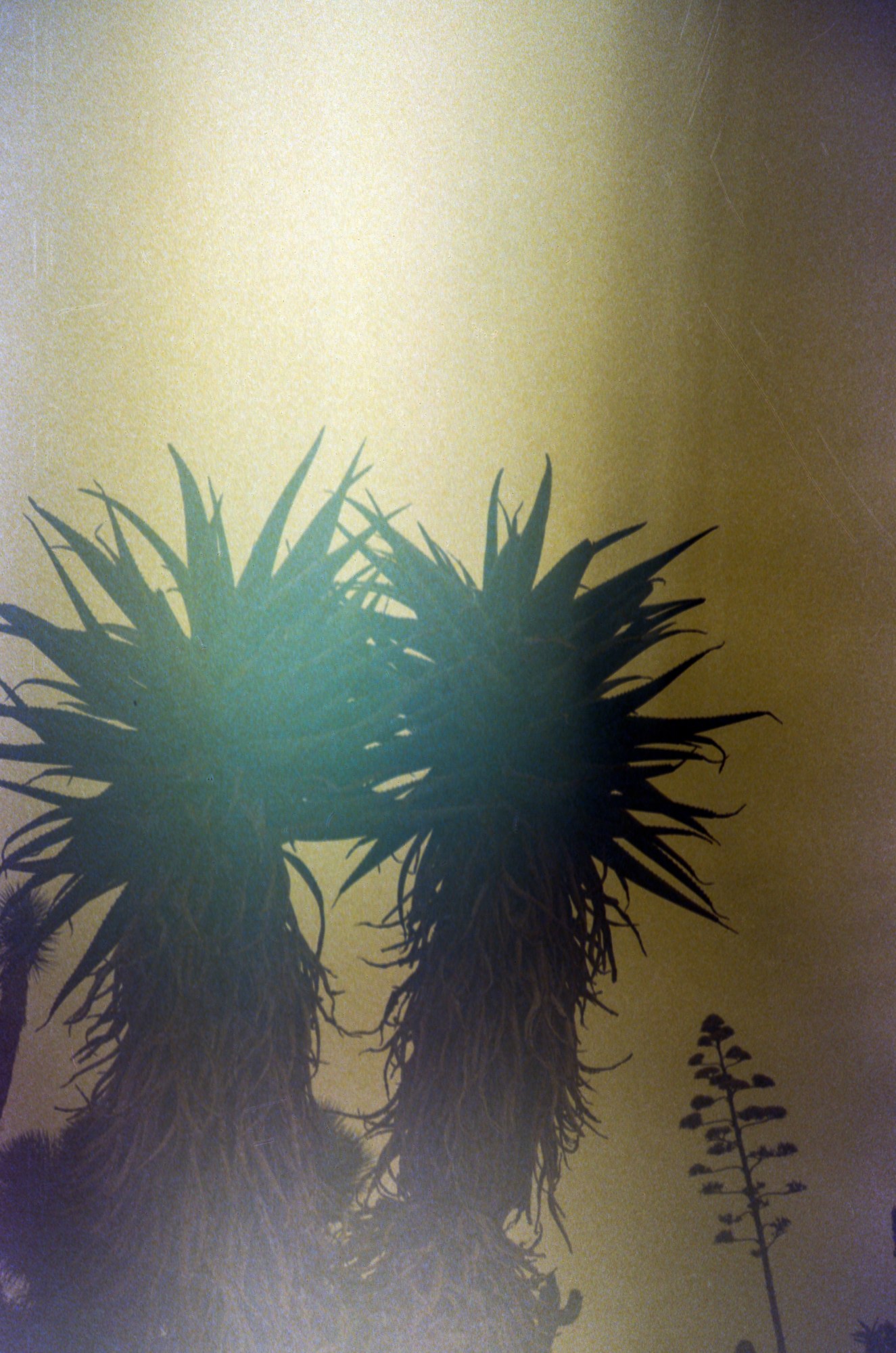 two palm trees against the blue sky