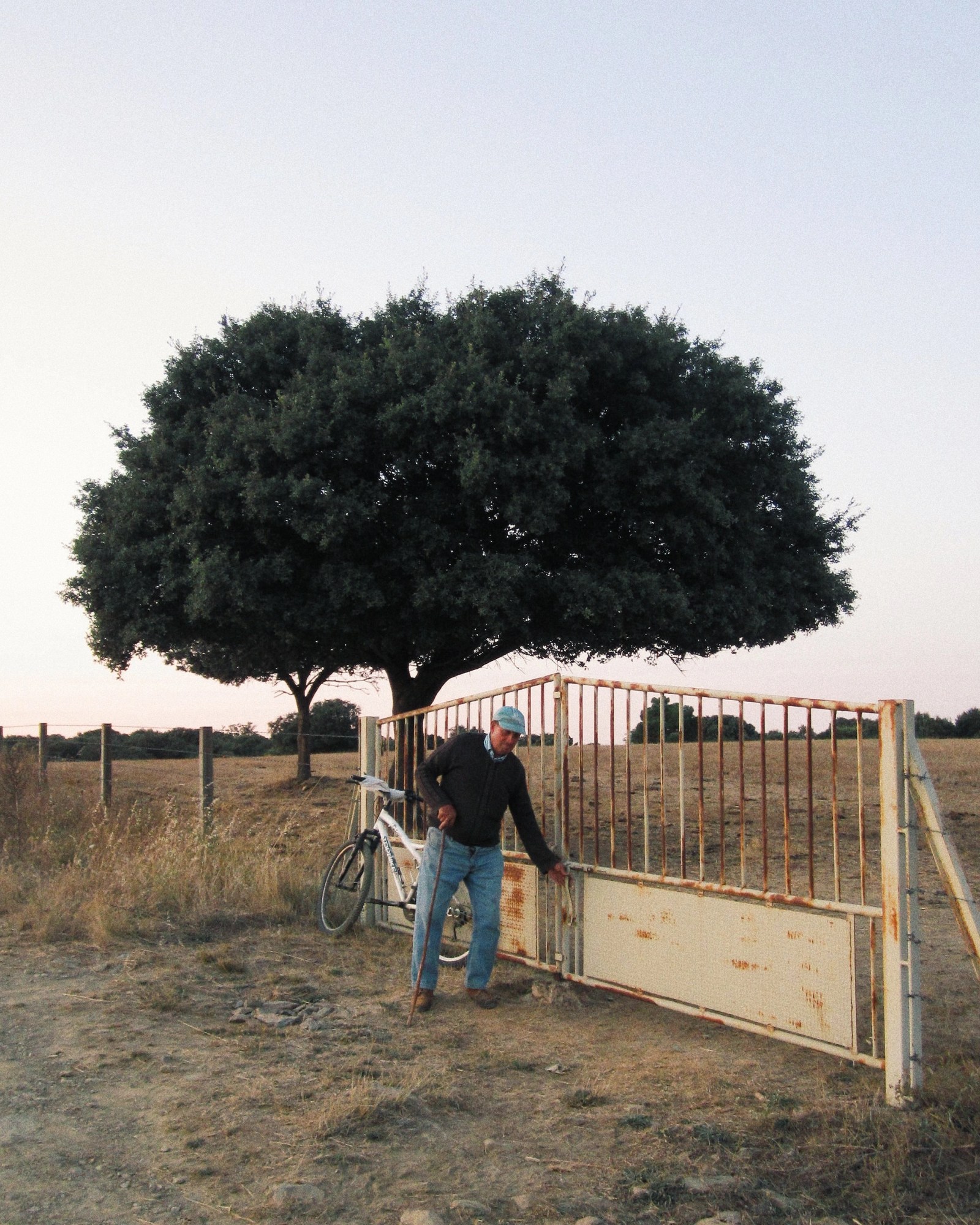 Man with a walking stick standing next to a rusty white gate with a white bike leaning against it and big leafy dark green tree beside it amongst a fairly barren field