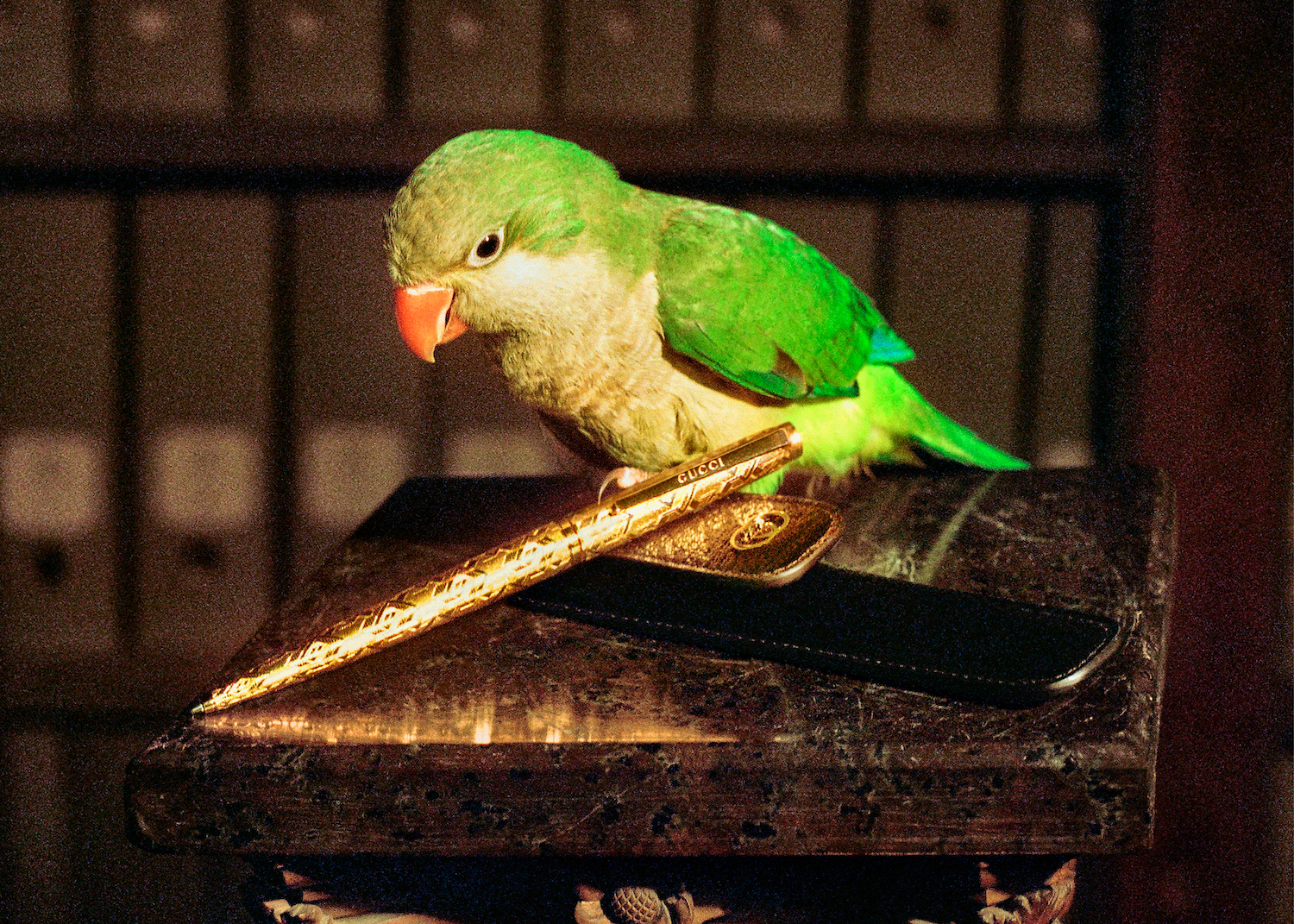 GUGGI_LIFESTYLE_S03_PARROTPENS_4.jpg