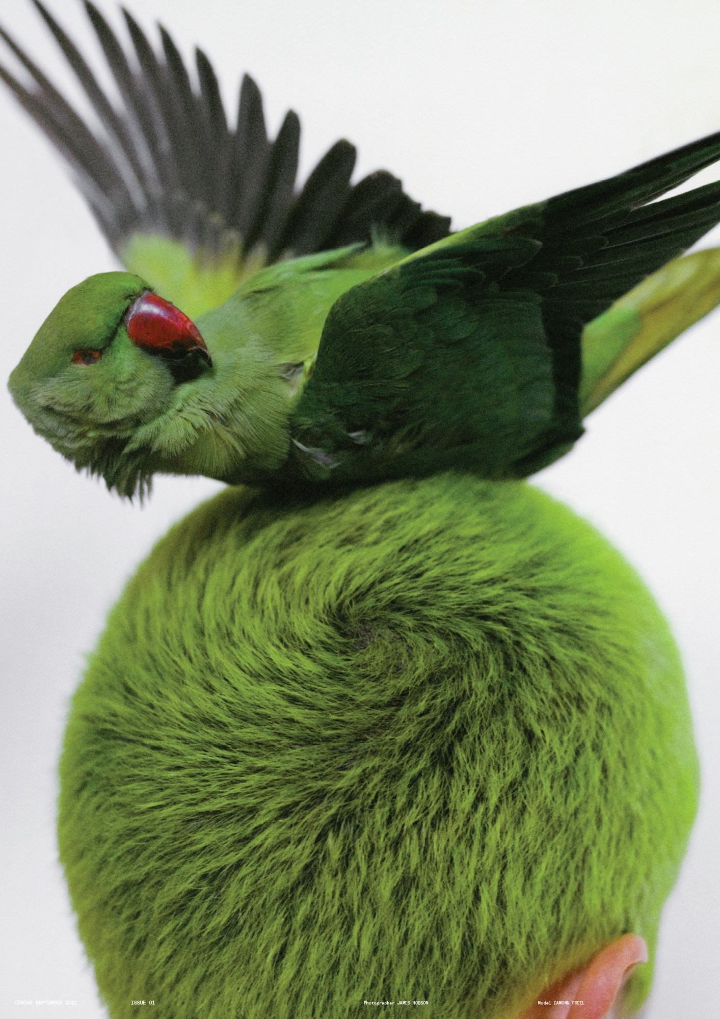 a green parrot resting on a dyed green head