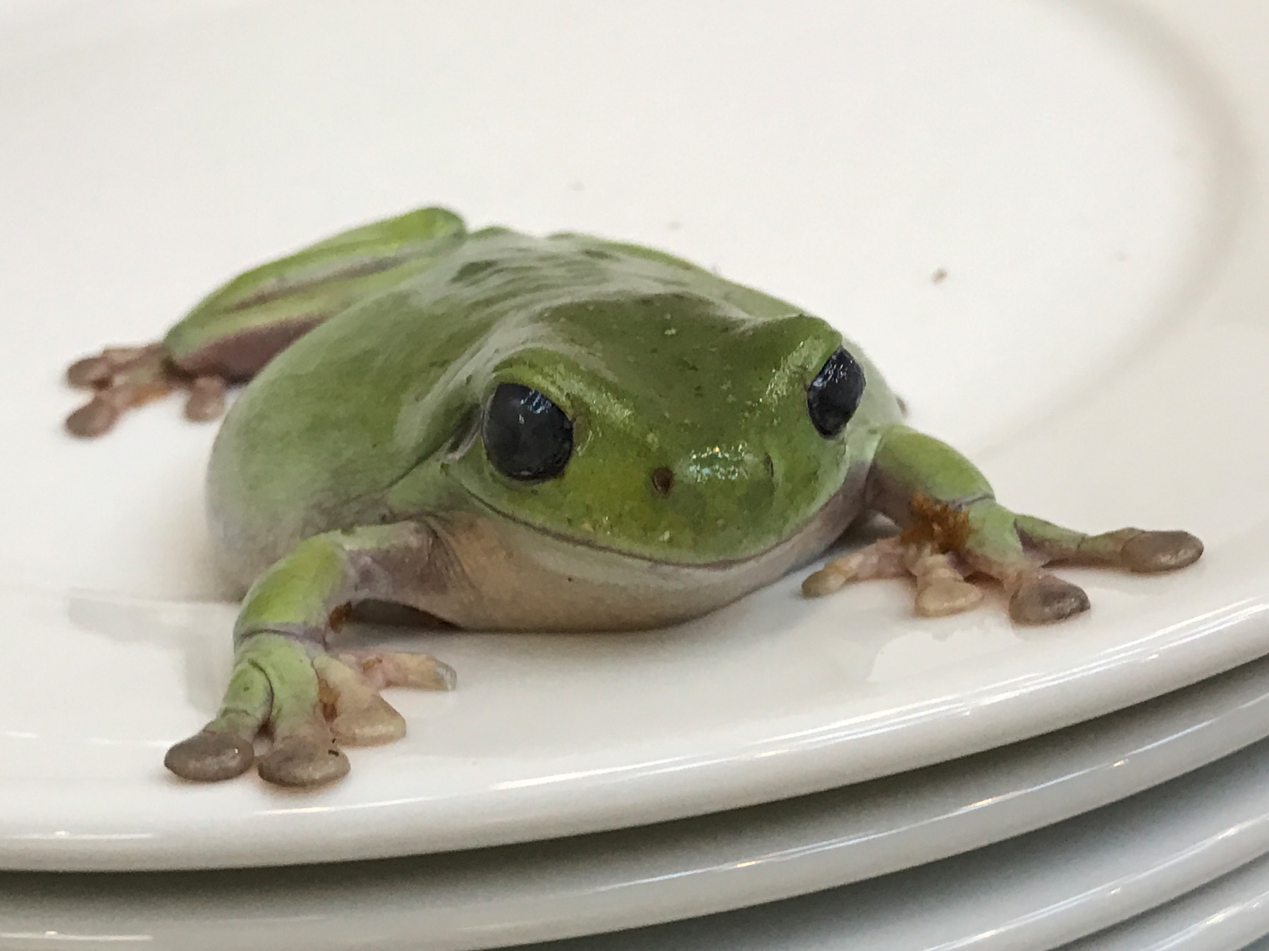 a frog on a plate