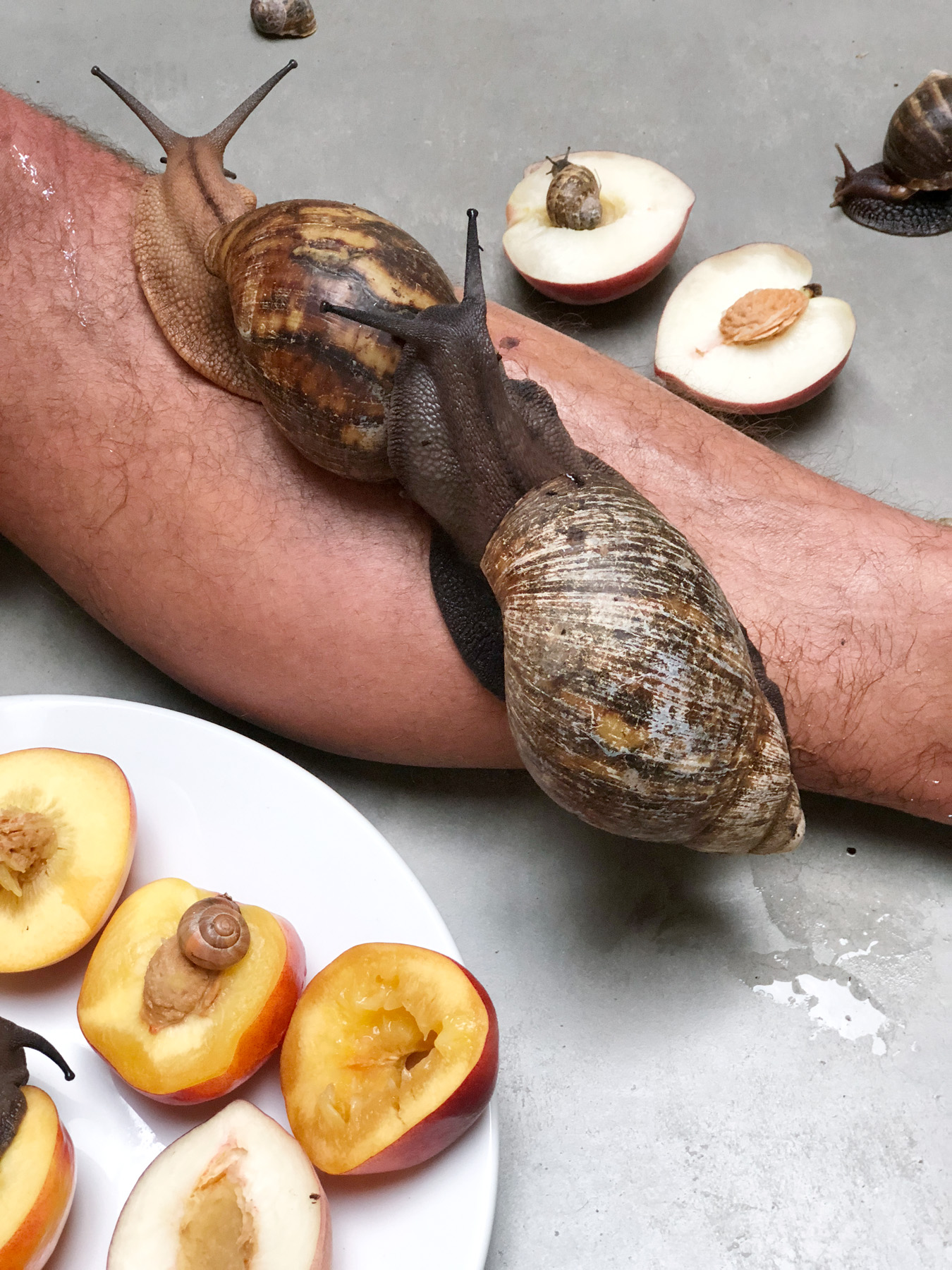 giant snails on a leg and a plate of peaches