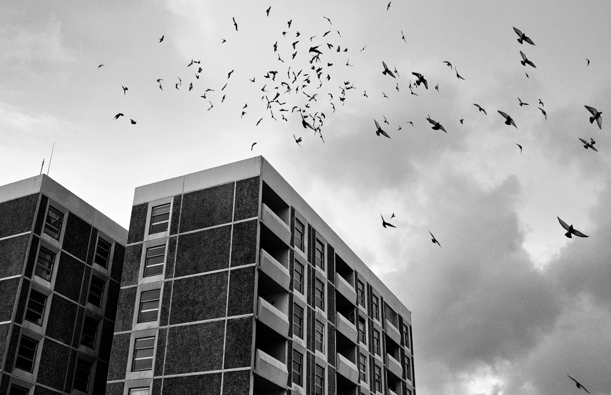 birds fly over a block of flats