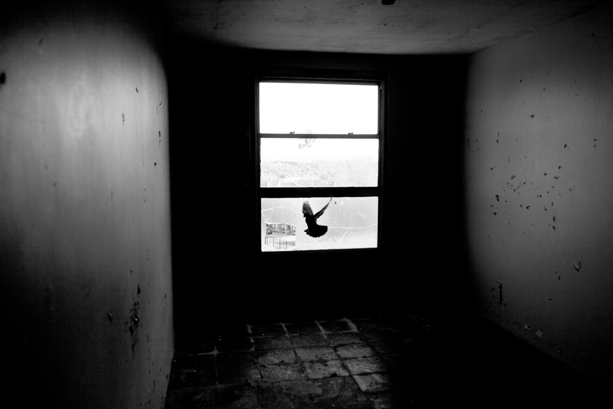 a bird flies in the window of an empty room