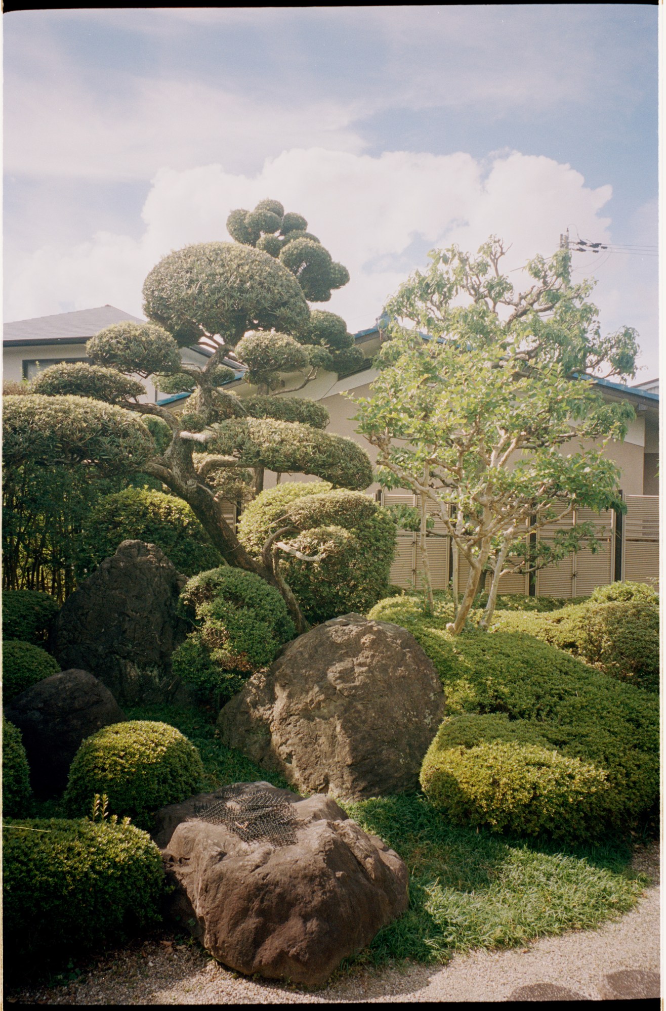 a sculpted pine cloud tree surrounded by other greenery in a tokyo park