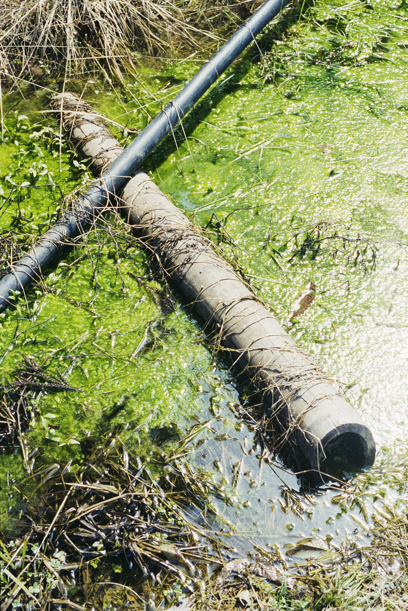 a tube floating in boggy waters