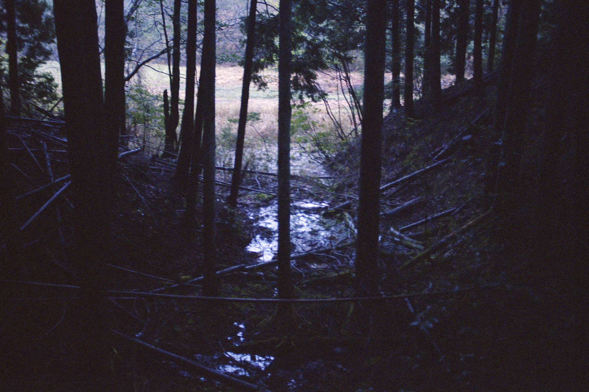 a dark wooded area